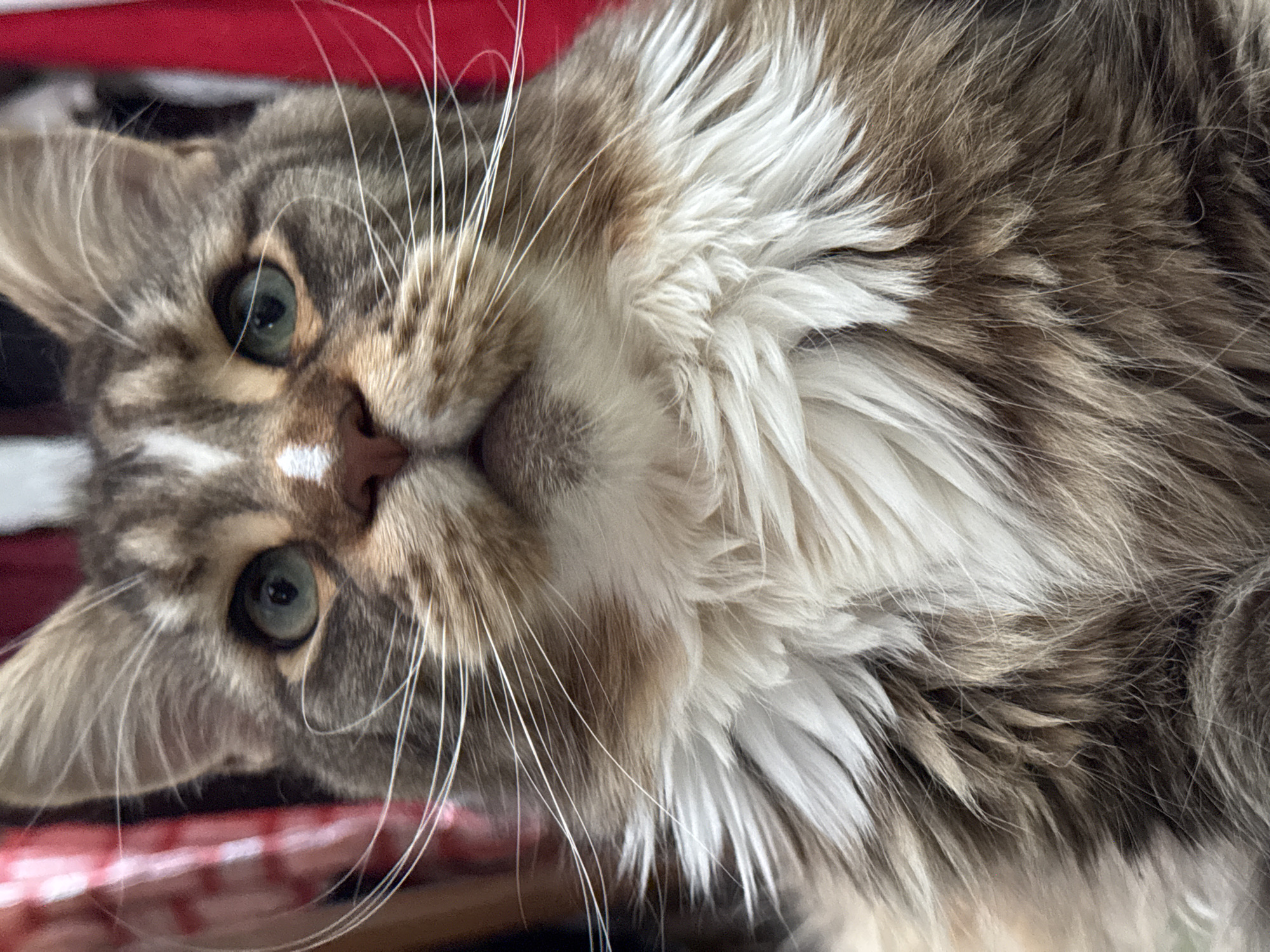 The image is a close-up portrait of a Maine Coon cat. The cat has grey and brown tabby fur with white markings on its face and chest. Its eyes are green, and its whiskers are long and white. The cat's fur appears fluffy and thick. The background is blurred and appears to be a red fabric, possibly clothing or drapery. The image does not provide any information about its location in Zelenograd, Russia.