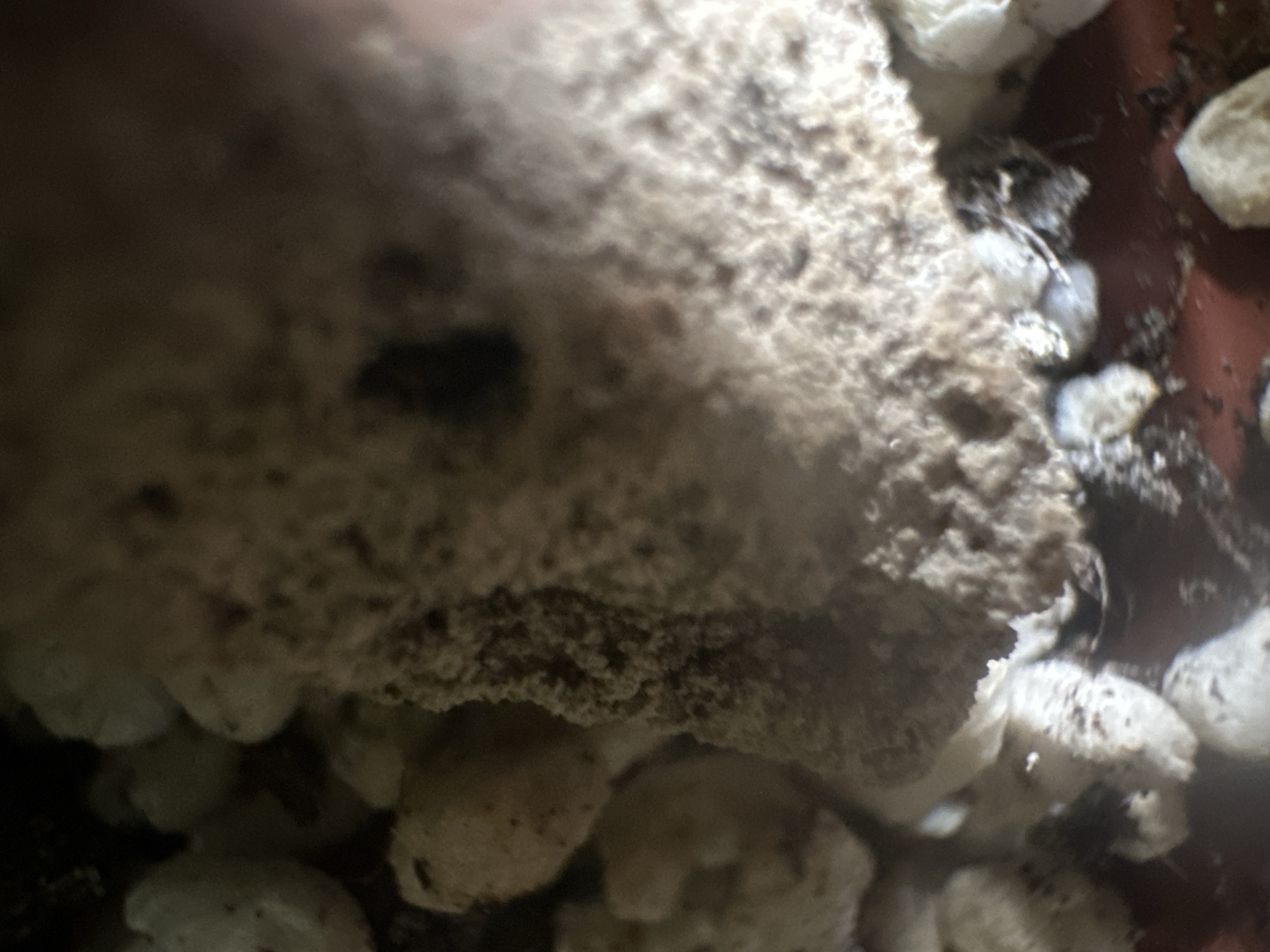 The image shows a close-up, out-of-focus view of what appears to be a potting soil mixture or a substrate. The dominant elements are rough, granular textures in shades of brown and beige, with some darker specks. There are also lighter, more rounded objects interspersed within the substrate, which could be perlite, vermiculite, or small stones, common additions to potting soil for drainage and aeration. Some of these lighter elements have dark flecks on their surfaces.
The lighting appears to be artificial and somewhat dim, creating shadows and highlighting the textures. The depth of field is very shallow, with parts of the image being sharp and others extremely blurred, suggesting the camera was focused on a very specific point within the material. There are no people or clear signs of a specific event. The setting is ambiguous due to the close-up nature and lack of context, but it is likely an indoor environment related to gardening or plant cultivation. The context provided of Belgrade, Serbia, does not offer any specific visual cues within the image itself. No text is visible.