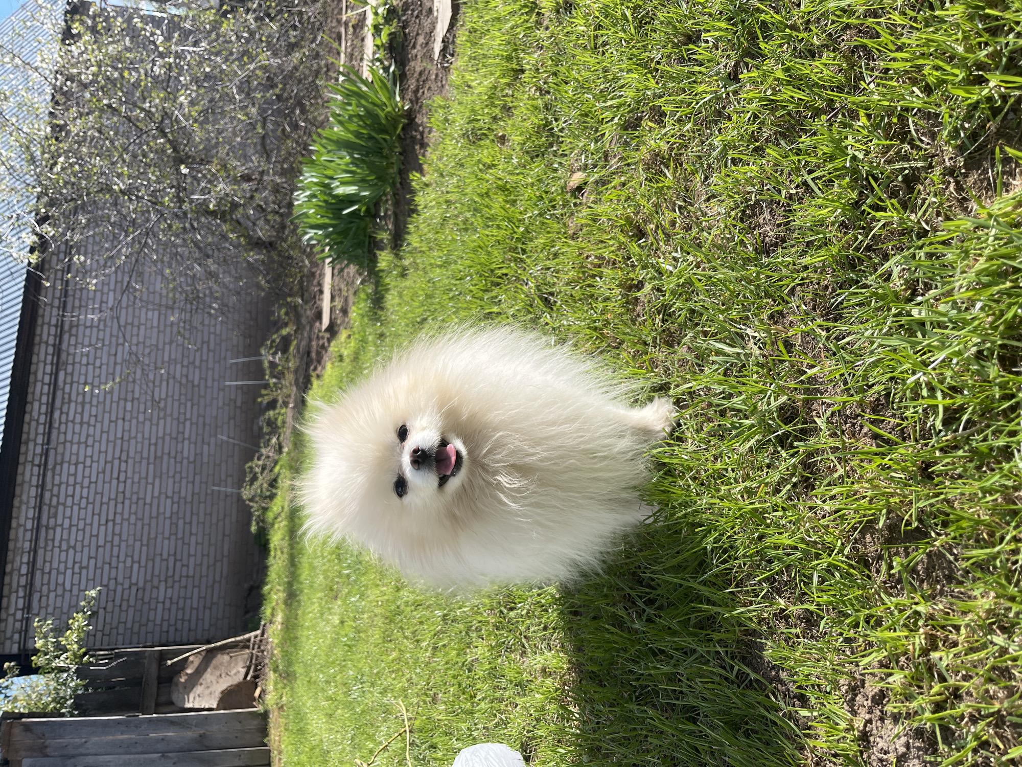 The image shows a white Pomeranian dog standing on a lawn of green grass. The dog has its tongue out and is looking directly at the camera. Behind the dog is a garden bed, a tree with budding leaves, a wooden fence, and a building with light-colored brick walls and a metal roof. It is outdoors during the day with bright sunlight. There is no information to indicate this is in Izhevsk, Russia.