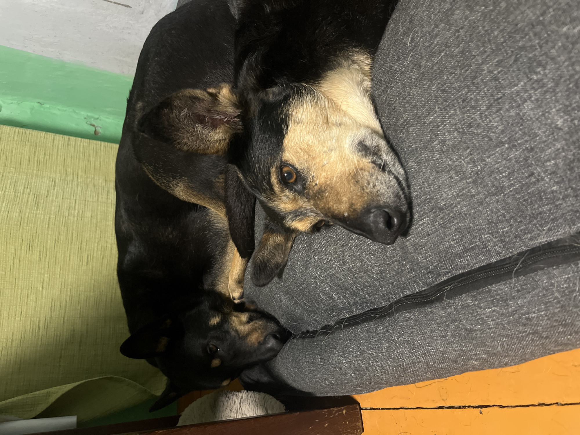 Two dogs are seen resting comfortably indoors in Nizhny Tagil, Russia. The image is taken from a slightly elevated, overhead perspective, with the overall scene rotated, showing the dogs curled up together.
The primary subject is a medium-sized dog, largely black with distinctive tan and light brown markings on its face, around its eyes, and on its ears. Its brown eyes are open, looking towards the viewer, suggesting it might be partially awake or alert. This dog's head is resting on a grey, textured fabric object, likely a dog bed or cushion, which has a visible black zipper running along its side.
Partially visible beneath the first dog, and nestled into the same grey cushion, is another dog, mostly black with similar tan or brown markings on its snout and ears. Its face is turned downwards, appearing to be asleep or deeply relaxed.
The background features a light green, vertically textured surface, possibly a curtain or wall. Below this, there's a dark brown wooden surface, resembling a shelf or furniture piece. The bottom edge of the image reveals a vibrant yellow painted floor or low surface, showing some signs of wear and tear with minor cracks or chips in the paint. The lighting appears to be indoor ambient light, not indicating a specific time of day. No text is visible in the image. The dogs appear peaceful and companionable in their cozy resting spot.