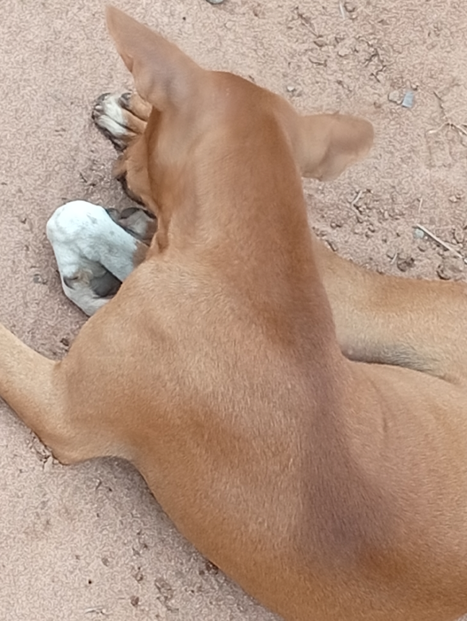 The image shows a close-up, overhead view of a medium-sized brown dog lying on sandy ground. The dog's back and neck are prominent, with its head turned to the left, resting on its paws. One of its front paws, which appears to have white fur, is visible near its face. The ground is composed of small pebbles and dirt, consistent with an outdoor, unpaved area. The lighting suggests it is daytime. No specific landmarks or context within Adda, Nigeria, are discernible from this close-up perspective.