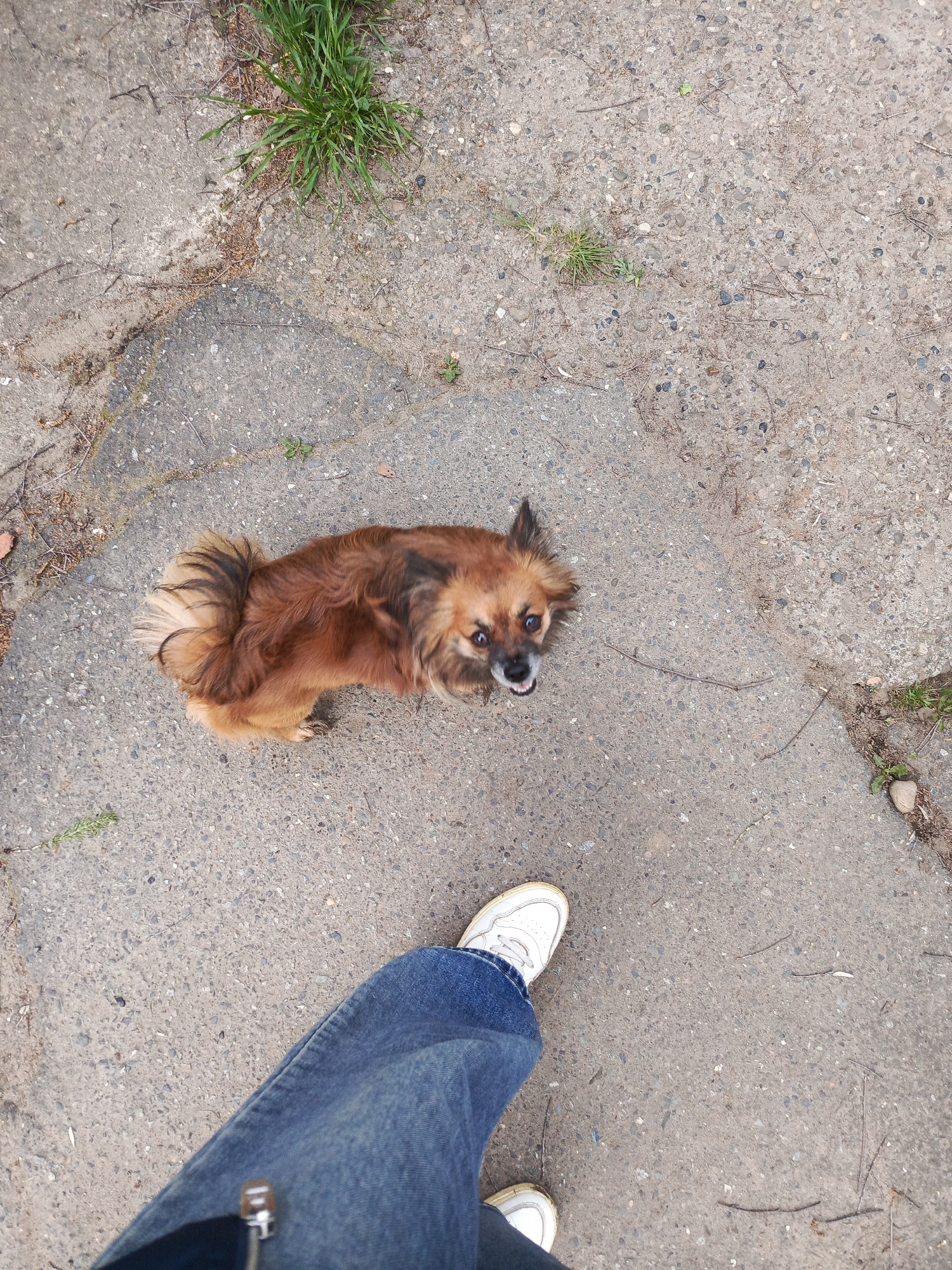 A high-angle shot depicts a reddish-brown, long-haired dog with a curled tail standing on a concrete surface. The dog is looking up, with visible teeth. To the bottom of the frame, a person's leg is visible, clad in blue jeans and a white sneaker. The concrete surface appears to be a sidewalk or patio, with grass growing in the cracks. The image does not provide enough information to verify the location in the city of Chaikovsky, Russia.
