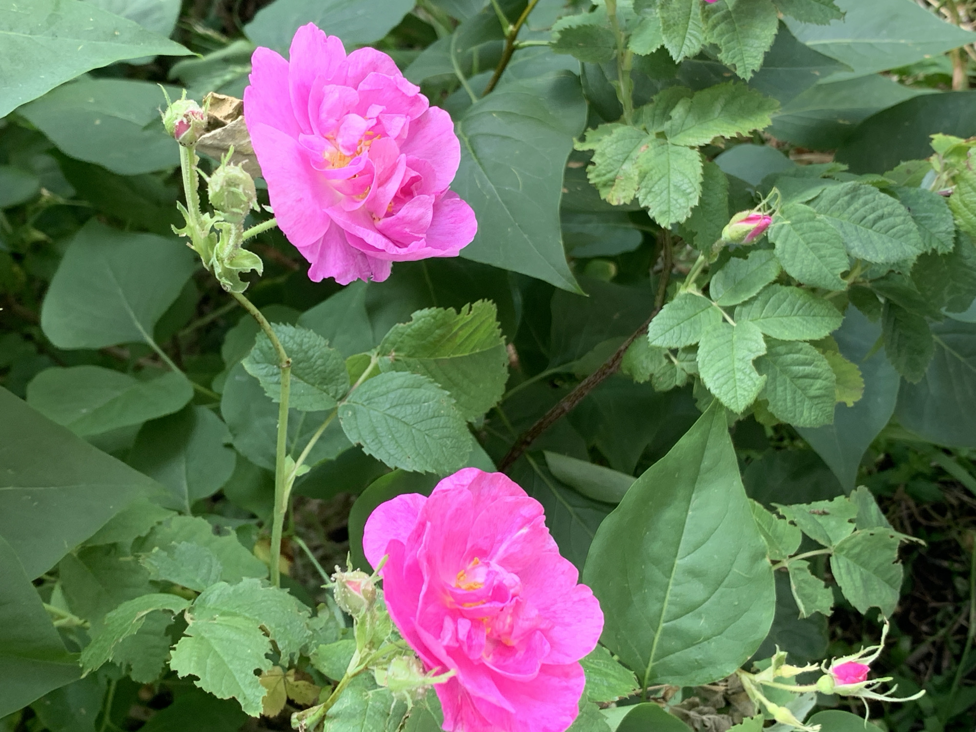 In an outdoor environment, likely a garden in an unknown location, two vibrant pink roses are in full bloom. The rose on the left is positioned towards the bottom left of the frame, while the rose on the right is located in the upper right quadrant. Both roses display a complex, layered arrangement of petals. Surrounding the flowers are abundant green leaves, some of which show signs of natural wear, such as small holes. In addition to the fully bloomed roses, there are also several rose buds in various stages of development, some closed and conical, others partially open with a hint of pink showing. The scene is rich with natural elements, with a focus on the textures and colors of the flora.