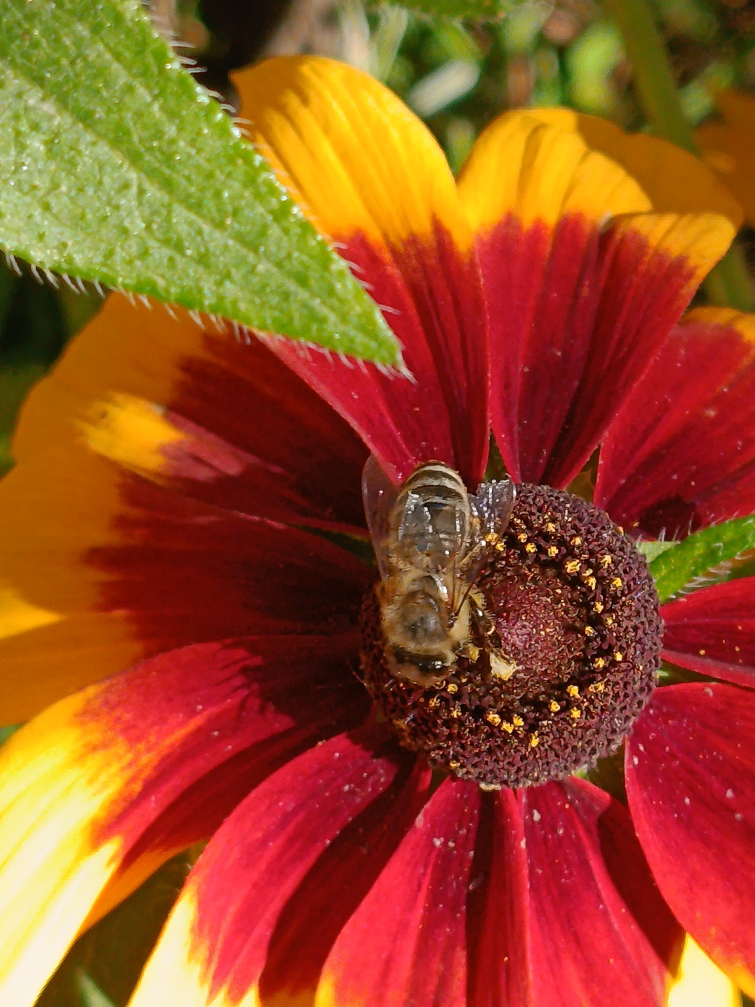 In the city of Vereya, Russia, a close-up shot captures a bee on a coneflower. The bee, a small insect with a striped abdomen and transparent wings, is positioned on the dark center of the flower, surrounded by numerous yellow pollen grains. The flower itself displays vibrant petals, transitioning from a deep red at the center to a bright yellow at the tips. A green leaf, with visible veins and serrated edges, partially overlays the upper left portion of the flower. The background is softly blurred, suggesting a natural, outdoor setting.