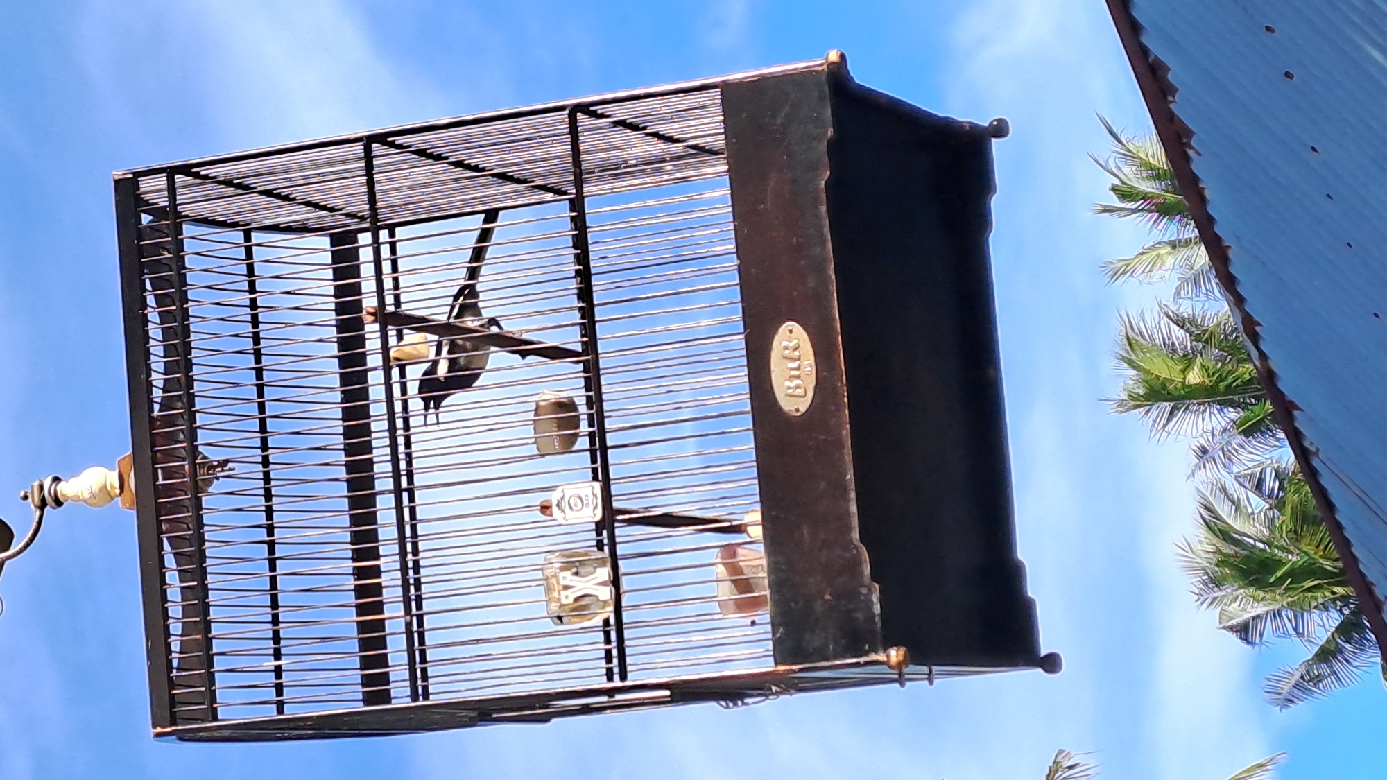 A black birdcage hangs against a blue sky with scattered clouds. The birdcage has a dark wooden base and a metal cage. Inside the cage, there are two small food or water dishes and a small perch where a black and white bird is perched. The bird is facing to the left with its beak open. Below the cage, palm trees and a corrugated metal roof are visible. A small oval-shaped logo is attached to the front of the wooden base of the cage. The image was taken in the city of Lhokseumawe, Indonesia.