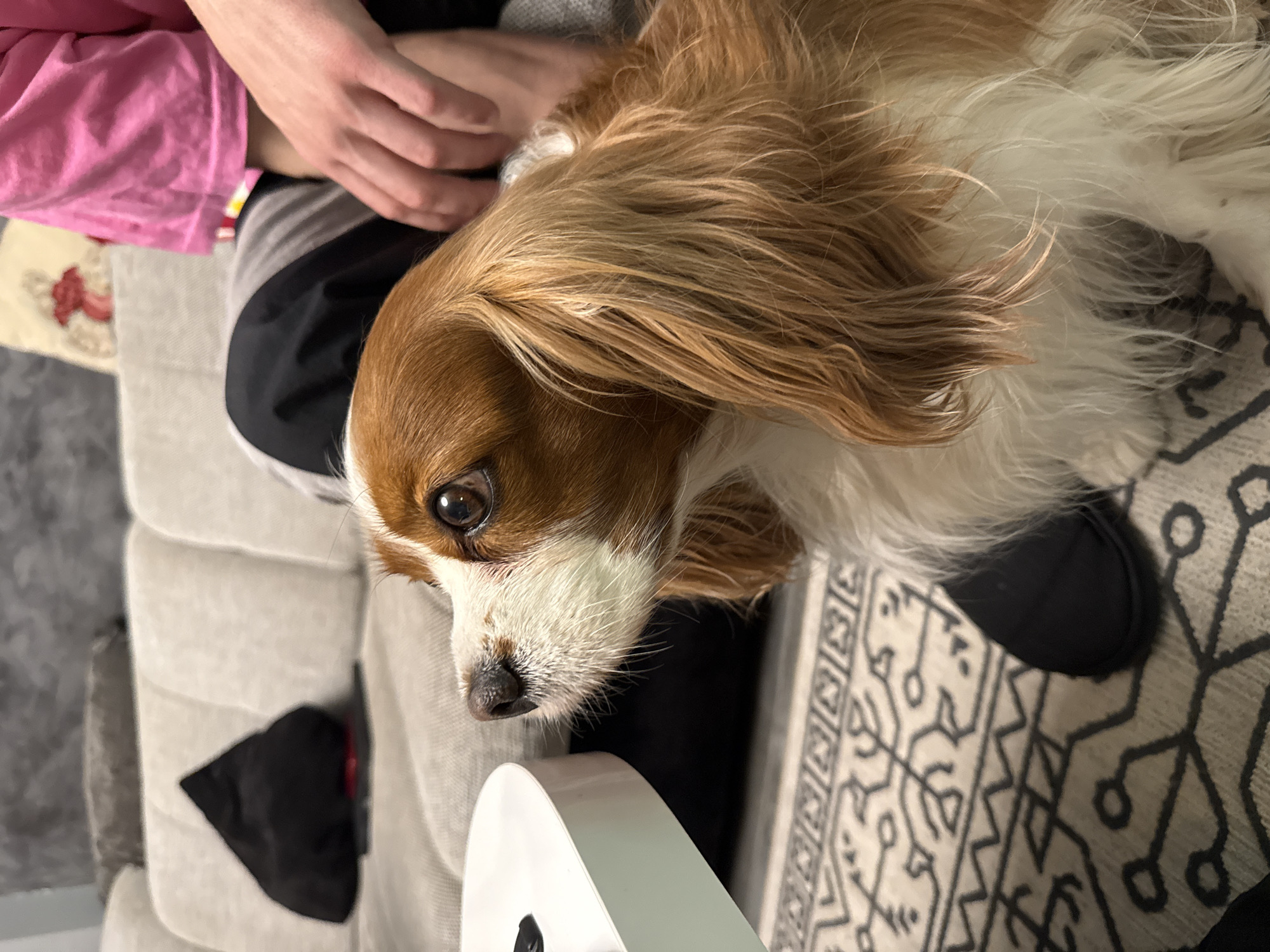 A Cavalier King Charles Spaniel is lying on a person's lap, resting on a gray sofa. The person is wearing a pink shirt and black and gray striped pants. The dog is brown and white, with long, silky ears. A white object is in the lower center of the frame. A patterned rug is visible on the floor. The scene appears to be indoors. The location is not discernible from the image.