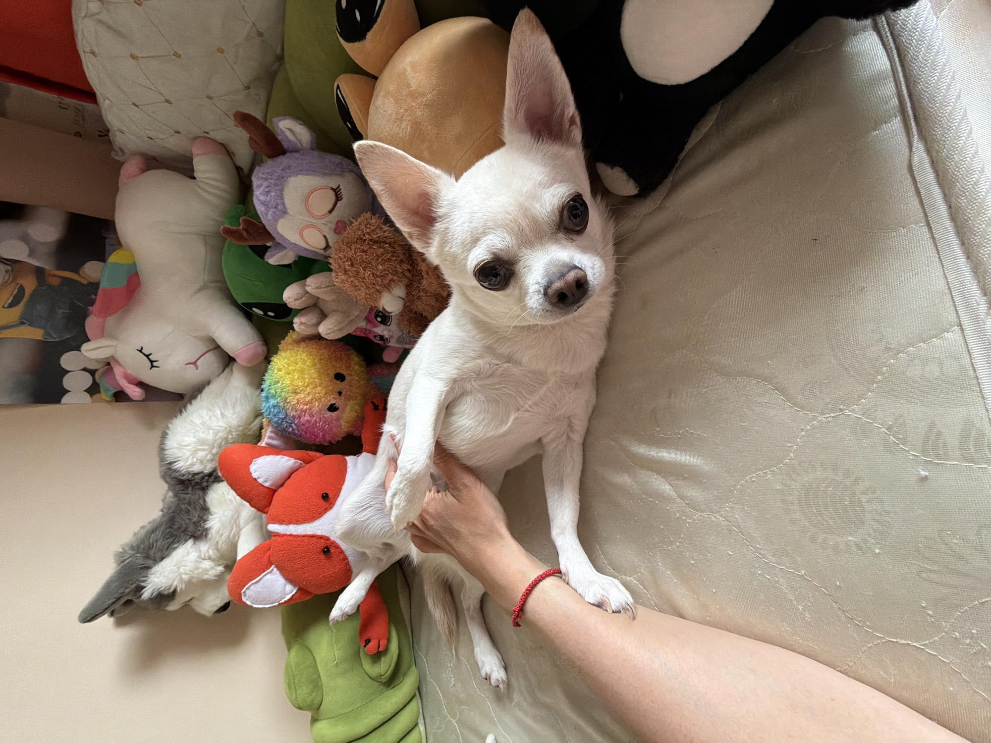 A white Chihuahua dog is lying on its back on a light-colored, quilted surface, surrounded by various stuffed animals. The dog's front legs are extended, and a person's arm and hand are visible, gently holding the dog's hind legs. The dog's head is turned towards the camera, with its mouth slightly open and dark eyes looking forward. Stuffed animals include a gray and white husky, a red and white fox, a rainbow-colored ball, a green alien, a purple deer with antlers, a small brown bear, and a white unicorn. The background is a plain, light-colored wall. The scene appears to be indoors, possibly a bedroom. There is no indication of the location being in Birobidzhan, Russia.