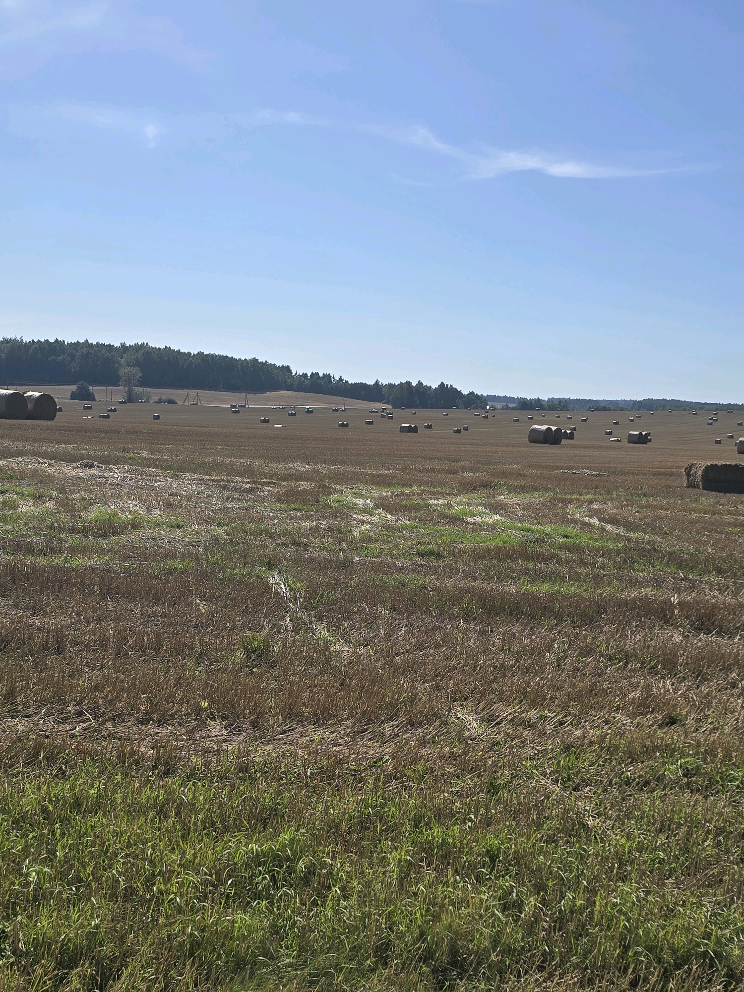 A wide shot captures a harvested field under a clear blue sky. The field is a mosaic of dry, stubbly ground and patches of green grass. Numerous round bales of hay are scattered across the landscape. In the distance, a dense line of dark green trees forms the horizon, beyond which a few indistinct structures are visible. The scene appears to be a rural area, possibly in or near Пятрышкаўскі сельскі Савет, Belarus, given the context of the request.