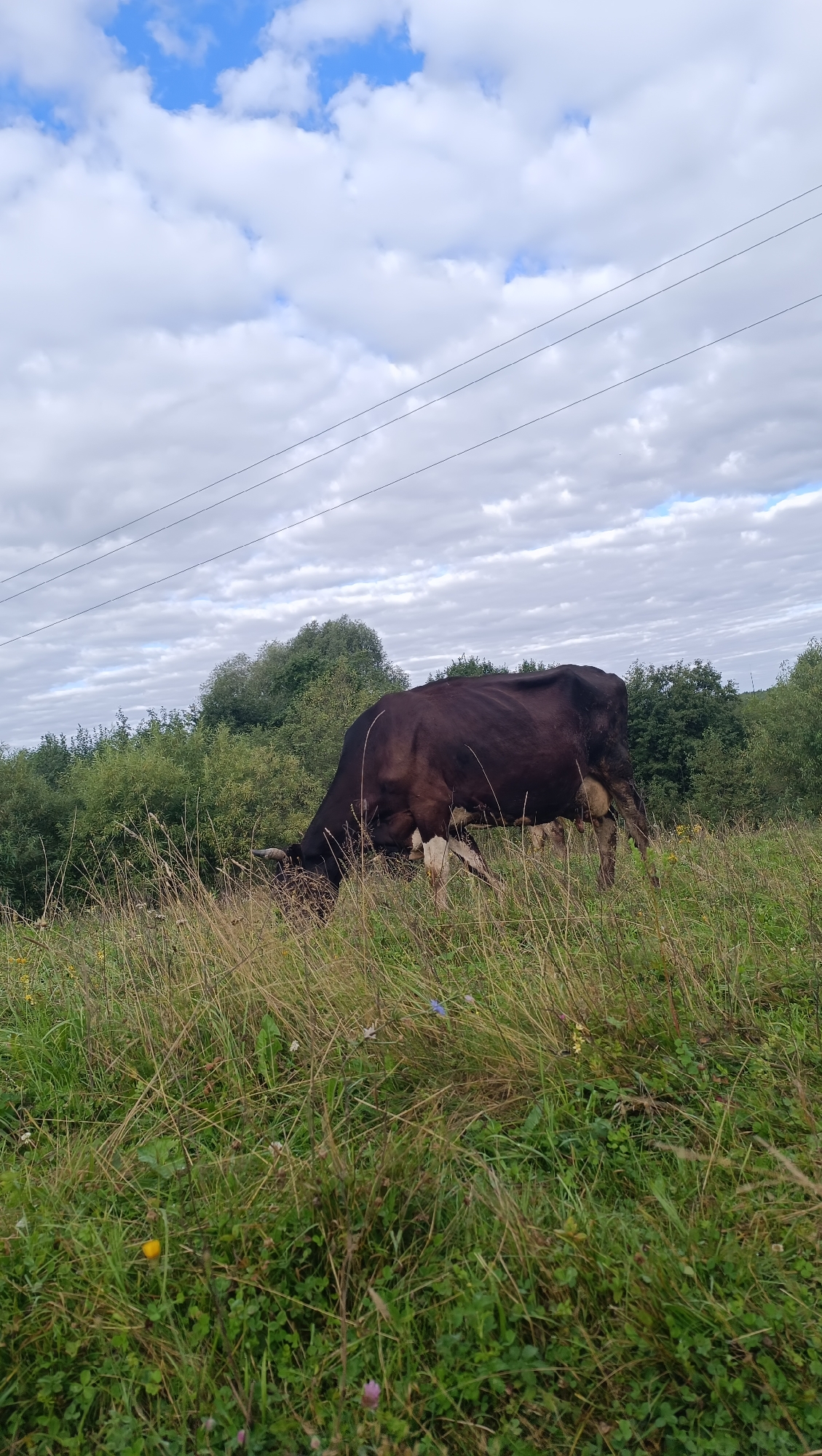 A brown and white cow grazes in a grassy field on a cloudy day. The cow is facing to the left, with its head down. In the background, there are trees and power lines. The sky is filled with white and gray clouds. The image is taken from a slightly elevated perspective, looking down into the field. The image does not show any part of the city of Karsha, Russia.