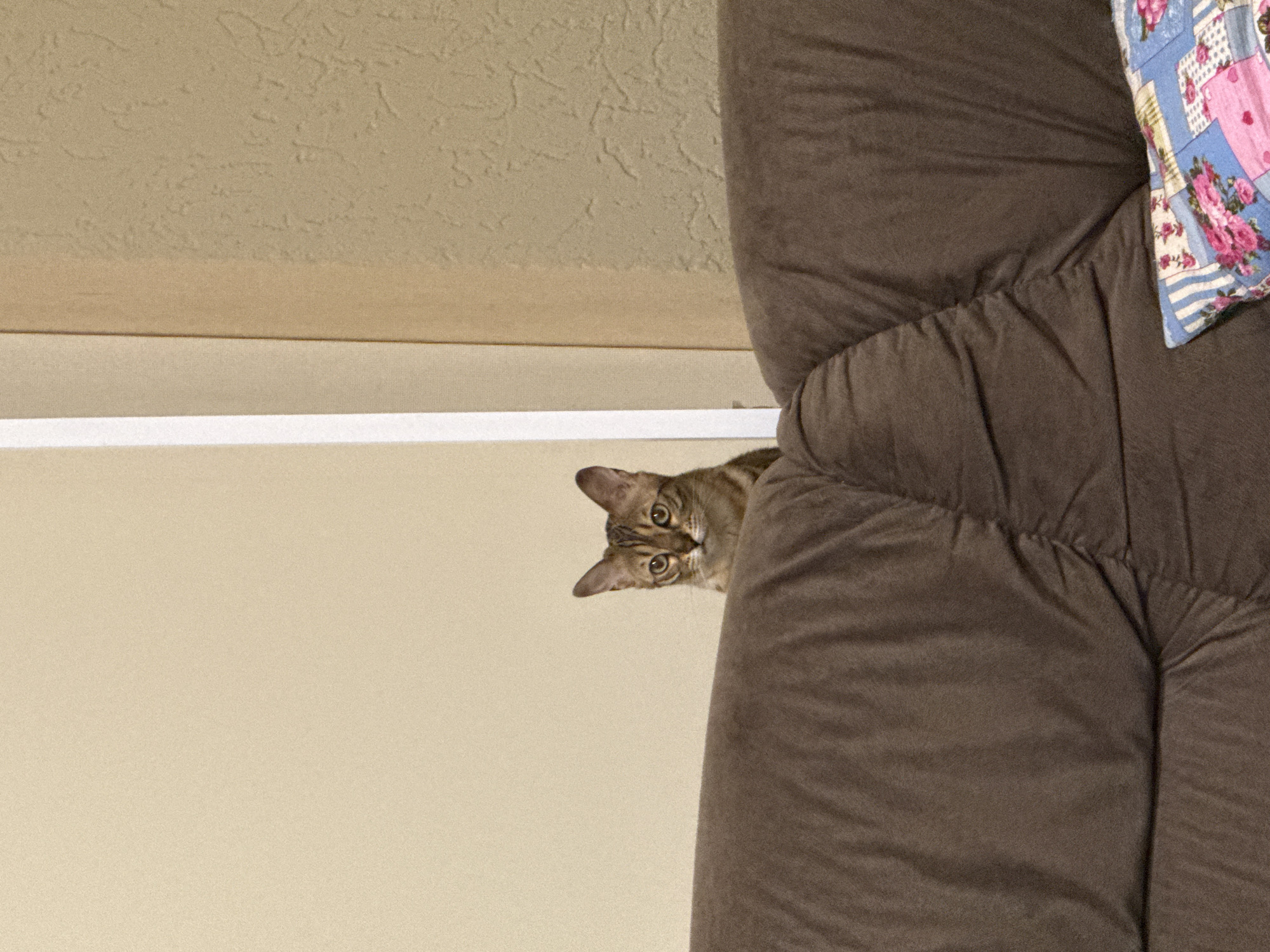 A medium shot depicts a domestic cat peering over the edge of a brown, plush upholstered armchair. The cat, positioned centrally, has a tawny coat with darker stripes. The armchair fills the right side of the frame, with a floral print pillow resting on its upper right corner. The background, behind and to the left of the chair, is a plain, beige wall with a horizontal white molding. The scene appears to be indoors, possibly in a private residence. The location in the city is Unknown, Unknown.