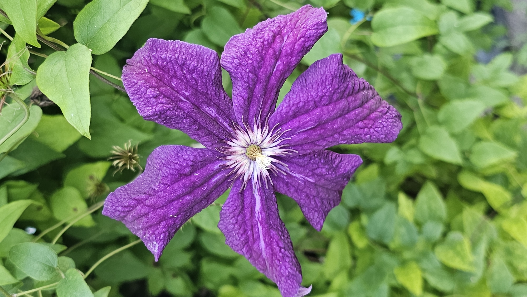 A close-up, vertical, eye-level shot features a single, vibrant purple clematis flower in full bloom, dominating the center of the frame. The flower has six textured petals, each with subtle lighter veins running through them, and a prominent, star-shaped center composed of white filaments surrounding a yellow core. The background is a lush, out-of-focus tapestry of green foliage, suggesting a garden or natural setting. The lighting appears to be natural daylight, casting a soft glow on the flower and creating depth. No people are visible in the image. The scene is likely located in Romanovka, Russia, given the typical flora and climate of the region, suggesting a summer or late spring day.