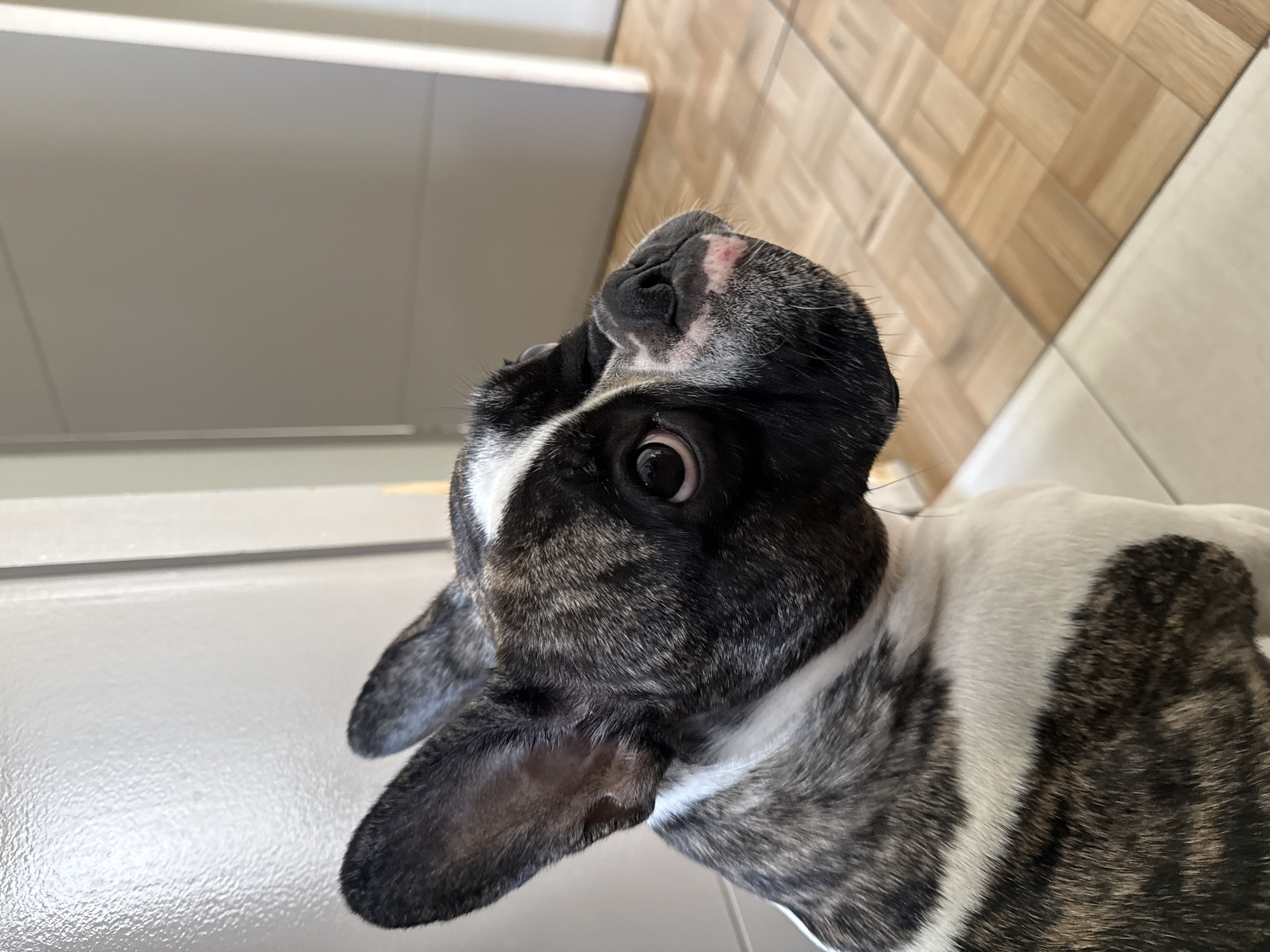 An adult brindle and white French Bulldog is shown in a close-up, side-profile shot. The dog's head is turned to the right, with its large ears perked up. Its eye is open and focused, and its nose is dark with some light pinkish-red discoloration around the muzzle. The dog's fur displays a brindle pattern of black, gray, and white. The background consists of interior elements, including a light gray door or wall on the left, and a lighter colored wall with door trim on the right. The flooring appears to be wood parquet, with a diagonal line suggesting a transition to a different surface. The overall scene appears to be indoors, likely within a residential setting. There is no indication of the city of Iquique, Chile in the image.