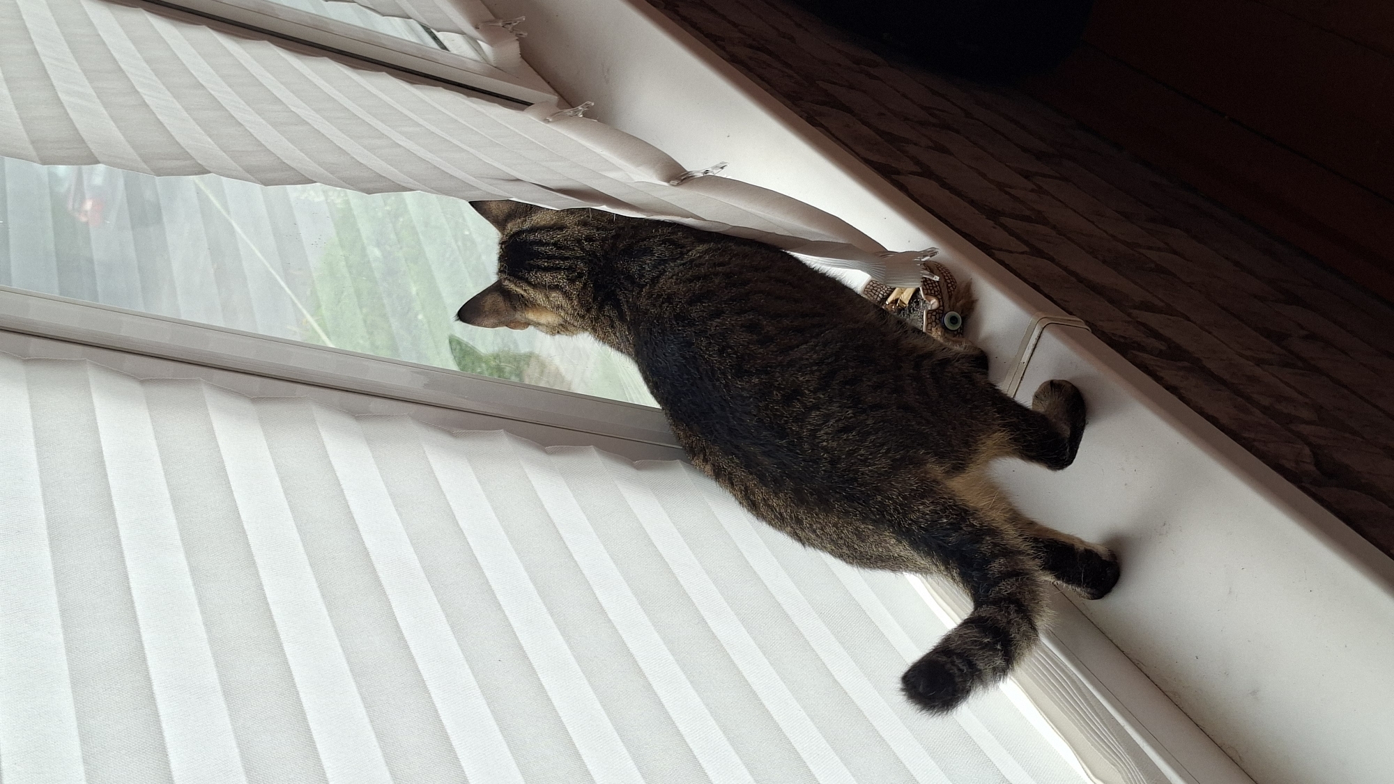 A tabby cat is perched on a windowsill, peering out through a gap in the blinds. The cat, facing away from the camera, has its body angled to the right, with its tail curled upwards and its hindquarters closer to the viewer. Its fur is a mix of dark brown and black stripes. Below the cat, on the windowsill, is a small decorative owl-shaped object with green eyes. The windowsill itself is white and appears to be made of plastic. Behind the blinds, a muted outdoor scene is visible, suggesting it is daytime. The wall to the right of the windowsill is made of dark red brick. The scene is indoors, with the light coming from the window. The location of this image is a residential building in the city of Myadzyel, Belarus.