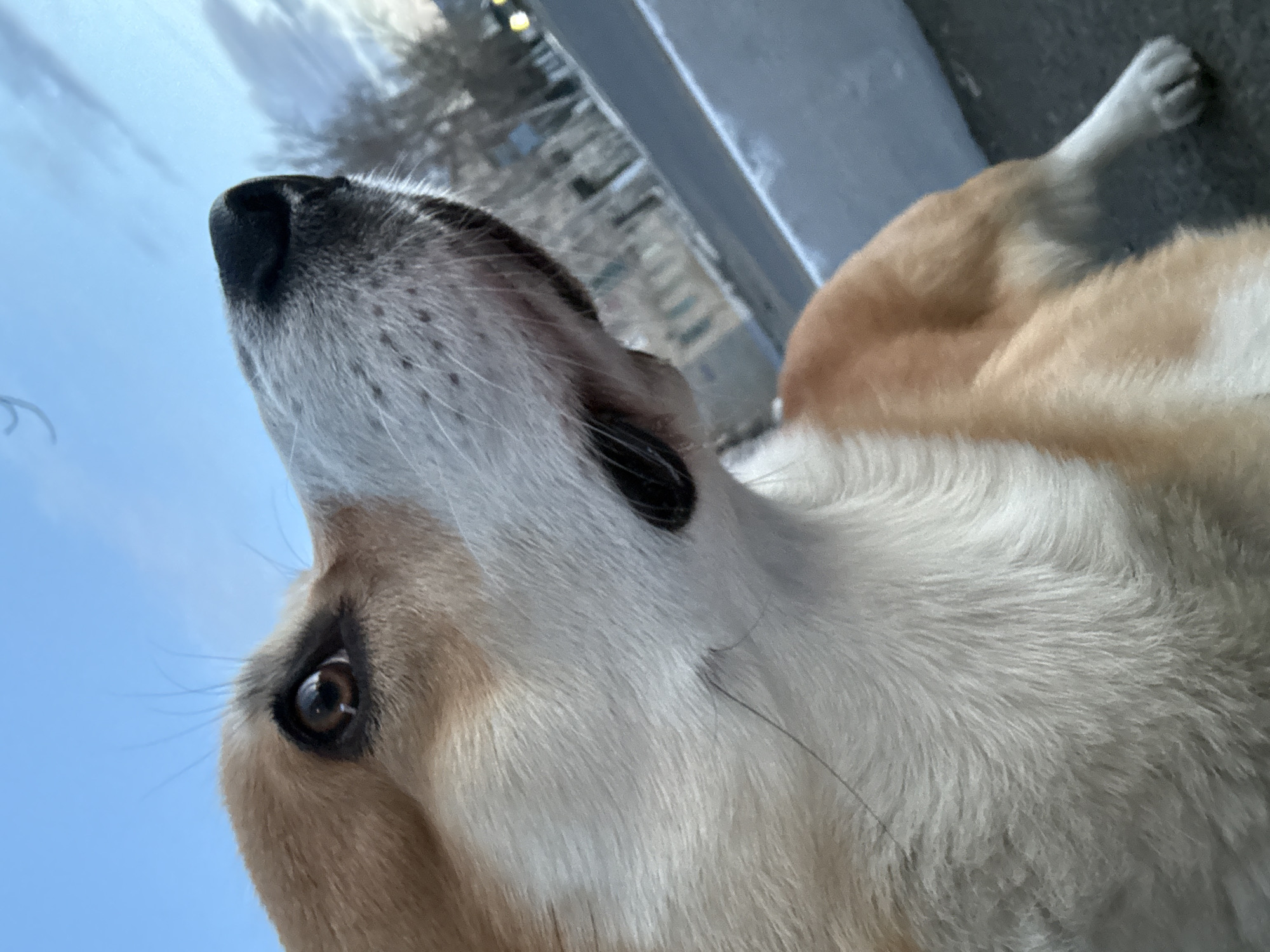 A dog is lying on its back, looking up. The dog has short, light brown and white fur, a black nose, and brown eyes. The background shows a blurry cityscape, including a building with windows and trees. The location is Borzya, Russia, based on the geotag.