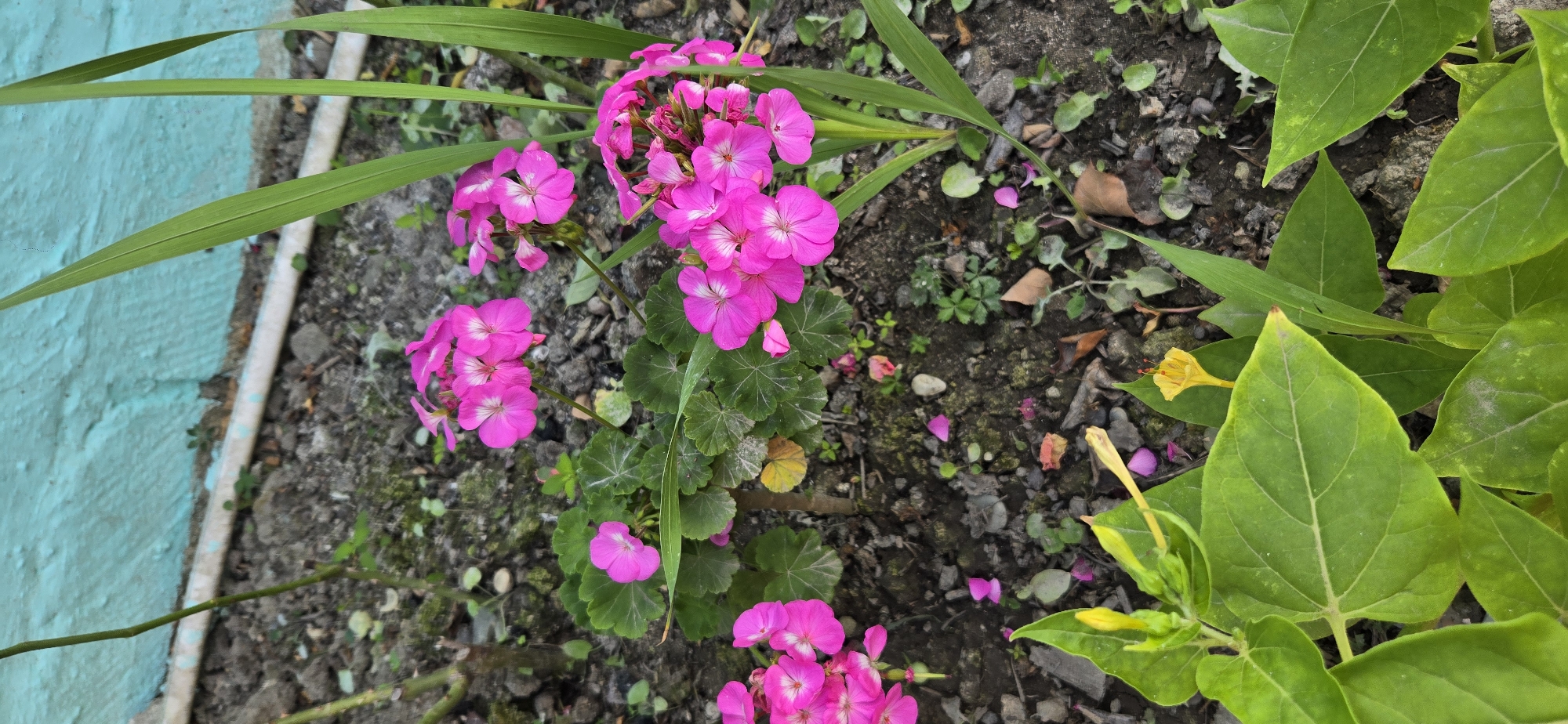 The image depicts a close-up view of a garden bed with several vibrant pink geranium flowers in bloom. The flowers are clustered together, with some individual petals showing white markings. Green, lobed leaves surround the flowers. In the foreground, large, bright green leaves of a different plant are visible, with a few small yellow flowers emerging. The ground is a mix of dark soil, small stones, and scattered pink petals. In the background, a textured turquoise-colored wall is visible, with a horizontal white pipe running along its base. The overall impression is a natural, outdoor setting, likely a garden. The image does not contain any people or specific identifiable landmarks that would suggest its location in Tel, Azerbaijan.