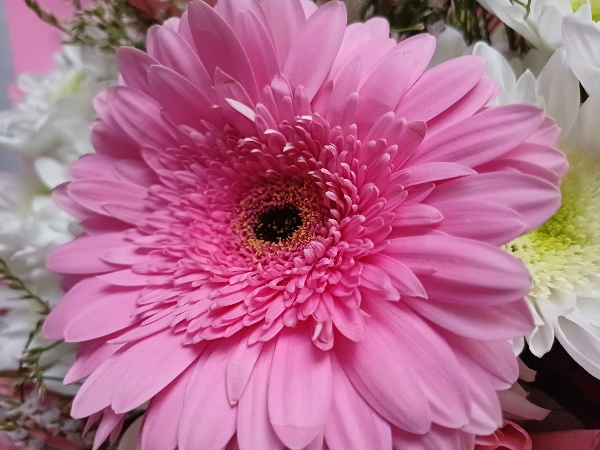 A close-up, overhead shot showcases a vibrant pink Gerbera daisy as the main subject. The flower's numerous petals radiate outwards from a dark, textured center. The petals are a soft pink, with some appearing lighter and others a deeper shade. Behind the primary bloom, partially visible, are other flowers, including white ones and hints of greenery. The background is softly blurred, suggesting a shallow depth of field. The overall lighting is bright and even, highlighting the delicate details of the flower. The scene appears to be an indoor setting, possibly a floral arrangement. The image lacks any elements that would indicate a specific location in a city.