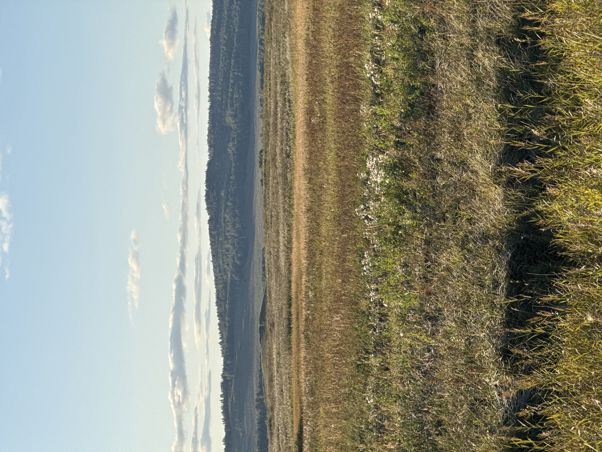 The image depicts a wide, sunlit meadow with tall grasses and scattered wildflowers. In the background, a rolling, tree-covered hill meets a pale blue sky with wispy clouds. The light suggests it is either early morning or late afternoon. There are no people or specific landmarks visible that would indicate a location in Kundravy, Russia.