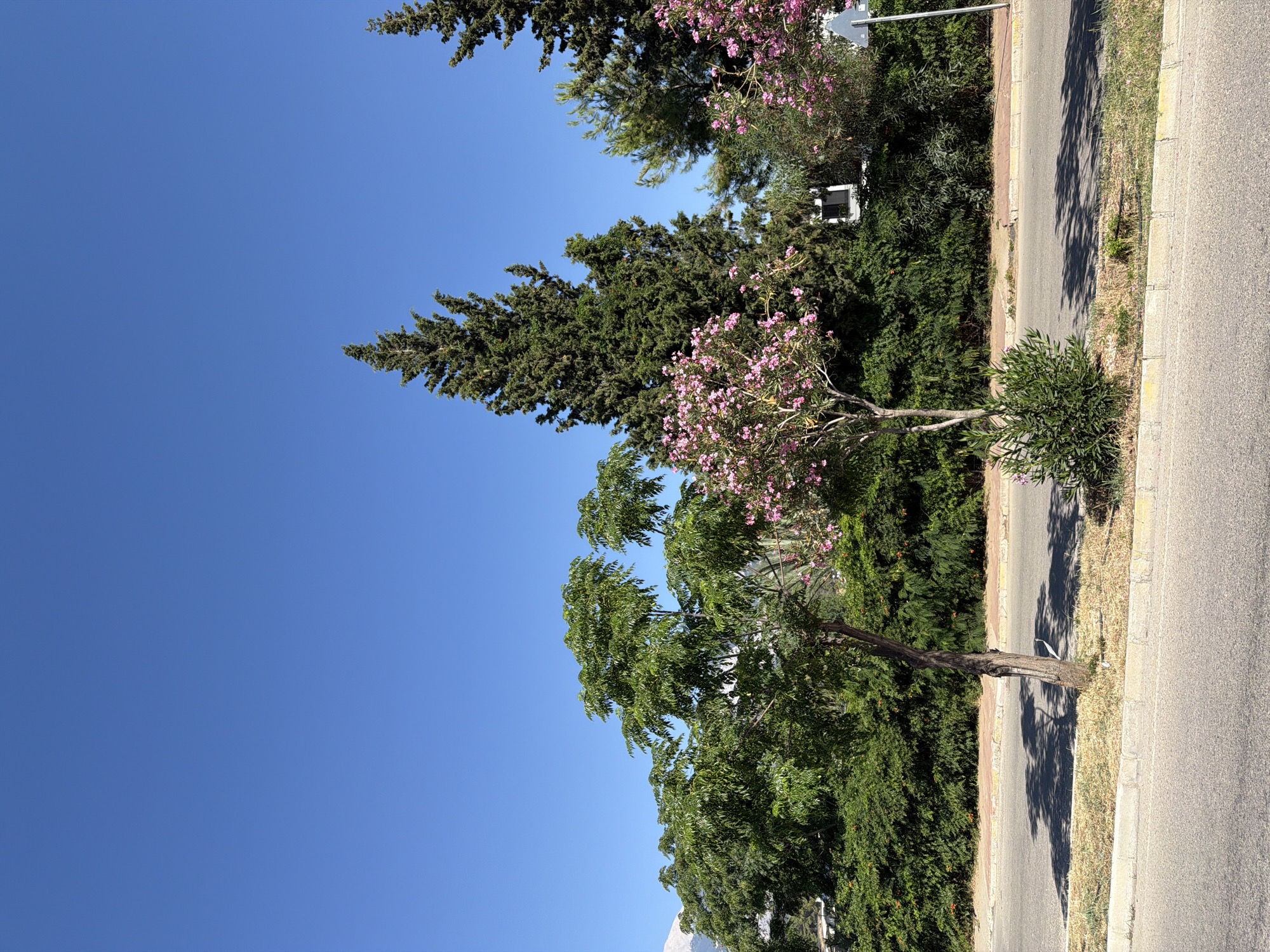 A bright, sunny day with a clear blue sky over a street in Kemer, Turkey. The foreground shows a grey asphalt road with a yellow-lined concrete curb. A narrow strip of dry grass and dirt runs between the road and a thick hedge of green bushes. Several trees are visible, including a slender deciduous tree with sparse leaves on the left, a flowering tree with pink blossoms in the center, and several tall evergreen cypress trees to the right. Shadows from the trees are cast across the road and the grassy area. In the background, behind the hedge, parts of white buildings and a grey triangular traffic sign are visible. In the far distance, a faint, light-colored mountain peak can be seen against the sky. There are no people or animals present in the image.