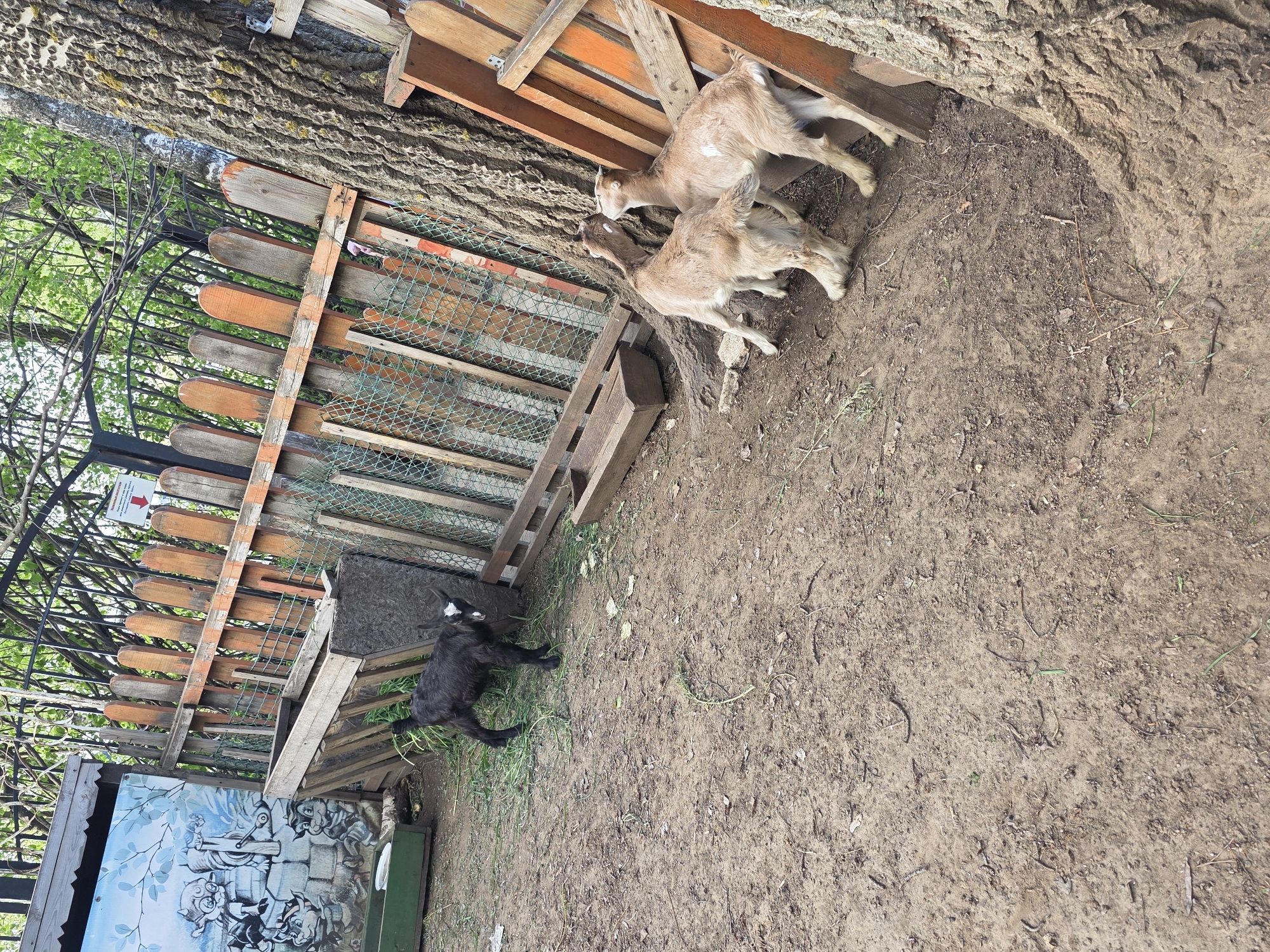 The image shows an outdoor enclosure with three goats in a dirt-covered area. Two goats are light brown, huddling near the base of a large tree. A black goat stands near a wooden fence and a painted structure. The enclosure is constructed of wood, wire mesh, and metal fencing. The location is in a natural environment, possibly a petting zoo or farm, in the city of Chaikovsky, Russia.