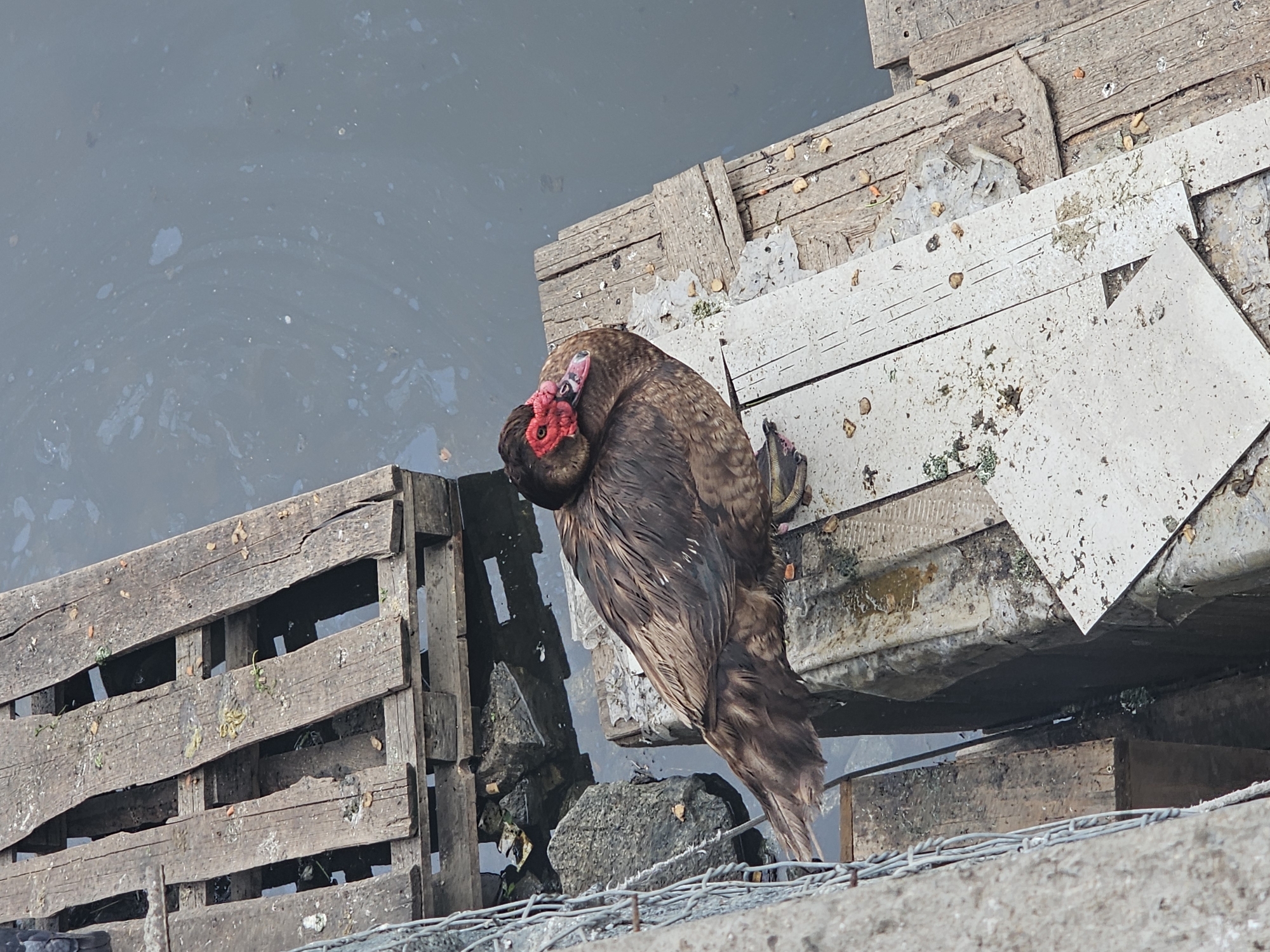 A brown duck with red facial caruncles sits on weathered wooden planks adjacent to murky water. The duck is positioned on the right side of the image, facing towards the left. The surrounding environment appears to be an industrial or waterfront area, with evidence of discarded materials and rough terrain. The water has an oily sheen, suggesting pollution. The wooden planks are old and show signs of decay. The scene is likely located in Nakhodka, Russia, an industrial port city.