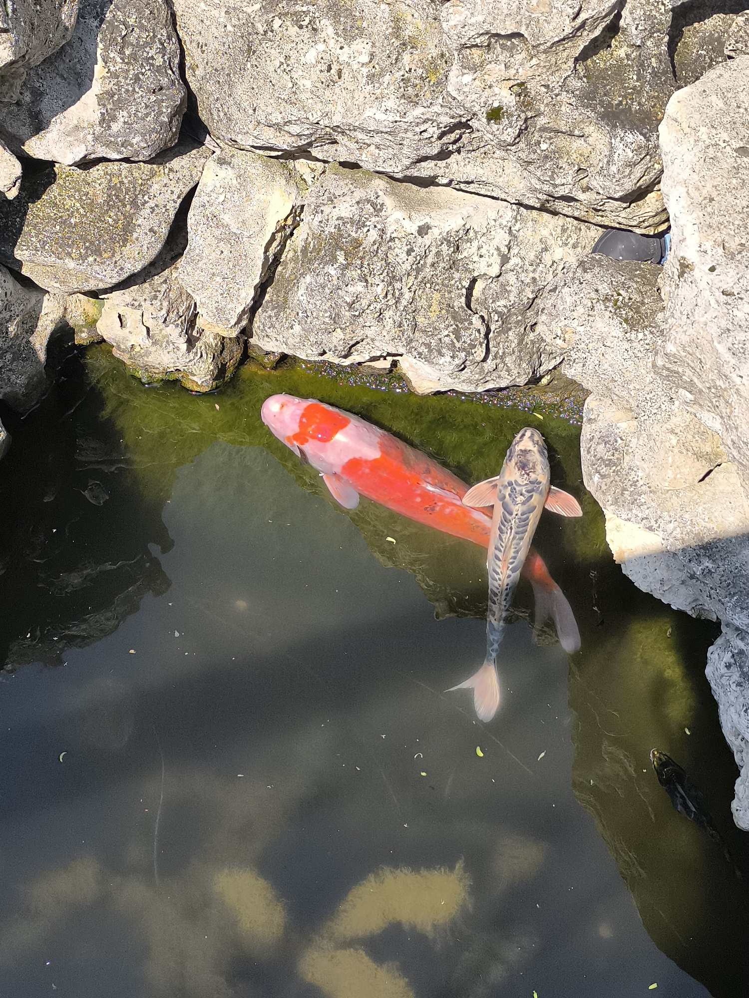 An overhead shot captures two koi fish swimming in a rock-lined pond in Kalimantsi, Bulgaria. The larger fish, positioned towards the left, displays a vibrant red and white pattern characteristic of a Kohaku or similar variety. Alongside it, a smaller koi features a distinctive grey, black, and white mottled pattern along its back, with lighter fins. The pond's water appears greenish and somewhat murky, reflecting the bright sunlight and showing scattered debris like small leaves and specks.
The pond is bordered by numerous large, irregularly shaped, light-colored rocks, some with visible moss or algae growth, which cast distinct shadows. In the upper right section of the image, nestled between these rocks, a dark object resembling the toe of a shoe or boot is partially visible, hinting at a human presence nearby. The scene is bathed in bright daylight, indicating clear, sunny weather, which creates strong contrasts and illuminates the textures of the rocks and the colors of the fish. There is no visible text in the image.