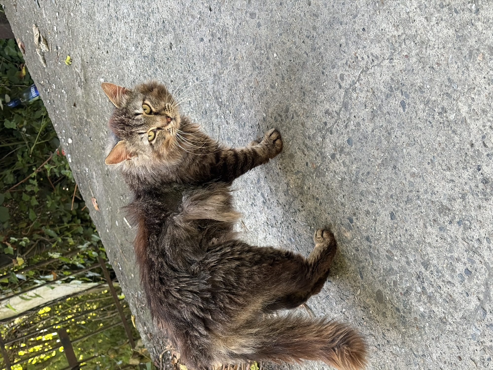 A fluffy, long-haired tabby cat stands on a sloped, gray concrete surface. The cat's fur is a mix of brown and gray, with distinct tabby markings on its face and legs. Its eyes are yellow, and its gaze is directed towards the camera. The background consists of green foliage and some debris, including a blue bottle and dry leaves, against a mottled concrete incline. The scene appears to be outdoors in an urban or semi-urban environment, potentially in Sochi, Russia, given the natural vegetation and weathered concrete, which are common in the region.