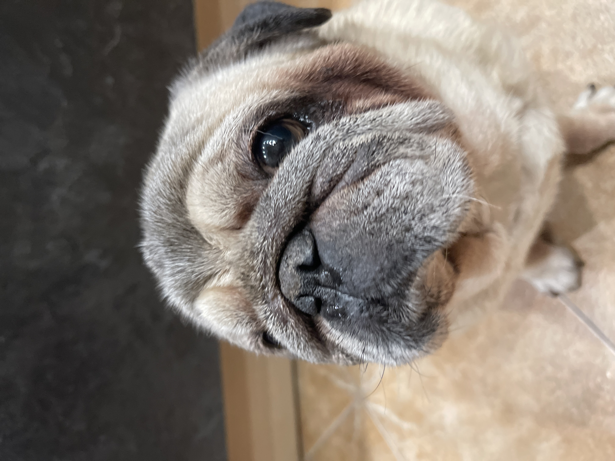 A close-up, eye-level shot focuses on the face of a fawn-colored pug dog. The dog's wrinkled muzzle, dark nose with a moist sheen, and large, expressive dark eyes are prominently featured. Gray fur with lighter fawn highlights covers its head, with a portion of a dark ear visible on the right side. The background is divided, with a dark, textured wall occupying the upper left and a lighter, tiled floor in the lower portion. The dog appears to be indoors. This image is not located in the city of Ключ Жизни, Russia; it is a general image of a pug.