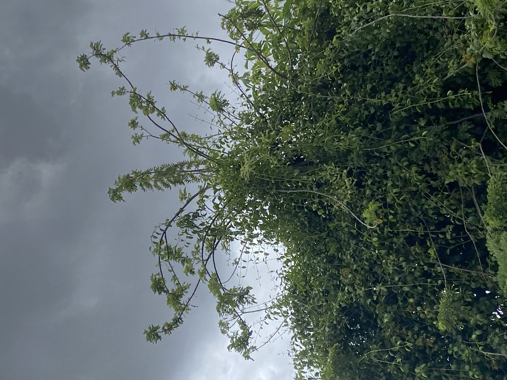 The image depicts a view of trees and sky, taken from below. The trees are lush and green, with branches reaching out into the cloudy sky. The sky is overcast, with dark gray clouds filling the majority of the frame. The location is likely Tinaquillo, Venezuela, based on the image request. No people or interactions are visible in the image. The primary subjects are the trees and the sky. The environment is characterized by a cloudy, possibly rainy day.