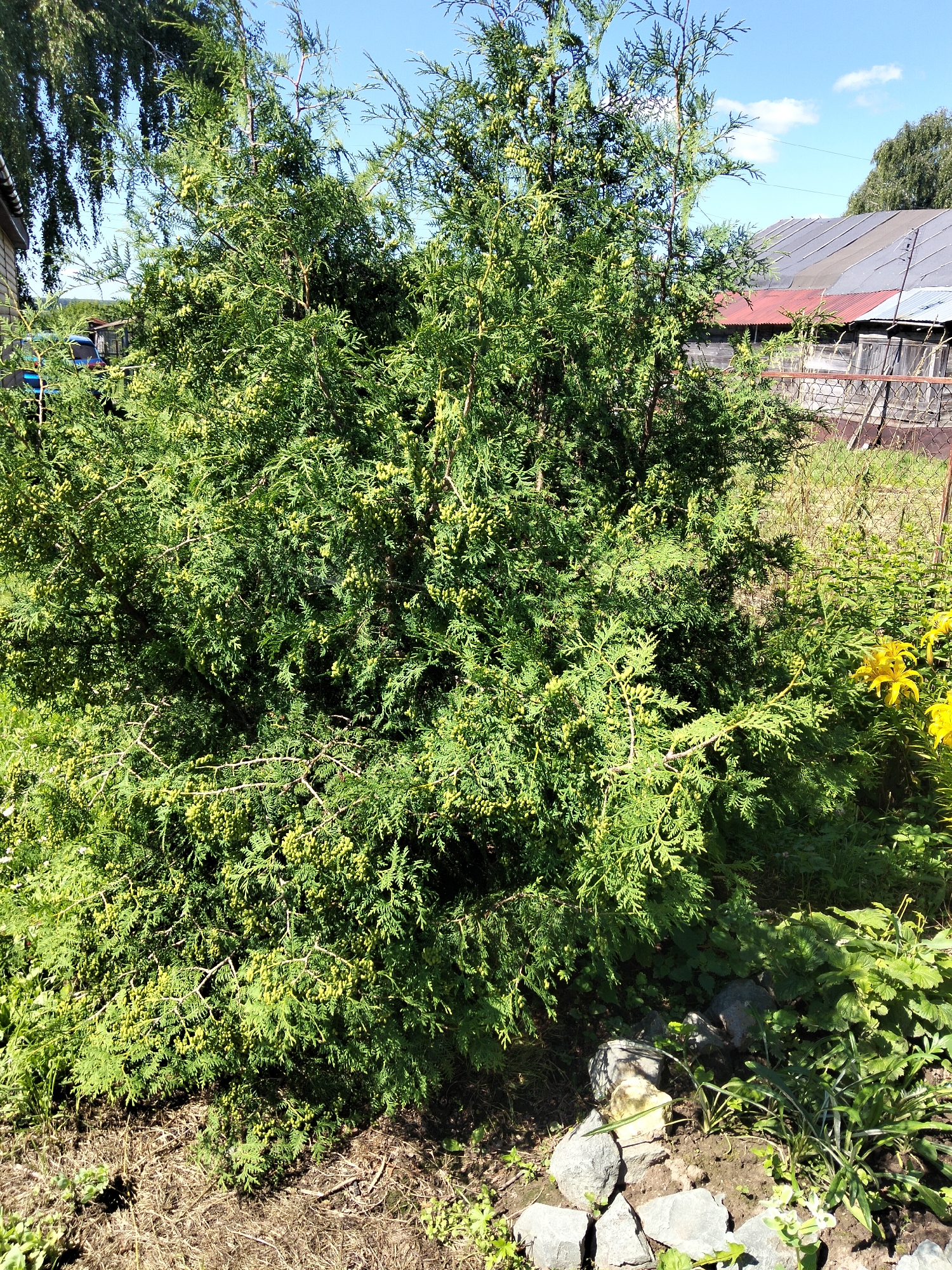 A large, bushy evergreen tree with numerous small, yellowish-green cones or fruits dominates the center of the image. The tree is situated outdoors, in what appears to be a residential backyard. In the background, a weathered wooden fence runs horizontally, with a corrugated metal roof visible above it, suggesting a rustic or rural setting. To the right of the evergreen, a cluster of bright yellow flowers is in bloom, adding a splash of color to the scene. The ground in the foreground is covered with dry grass, fallen leaves, and a few scattered grey stones. The sky above is clear and blue with a few wispy white clouds. The overall impression is one of a sunny day in a garden or yard. The image appears to be taken in Pol'tso, Russia, based on the context provided.