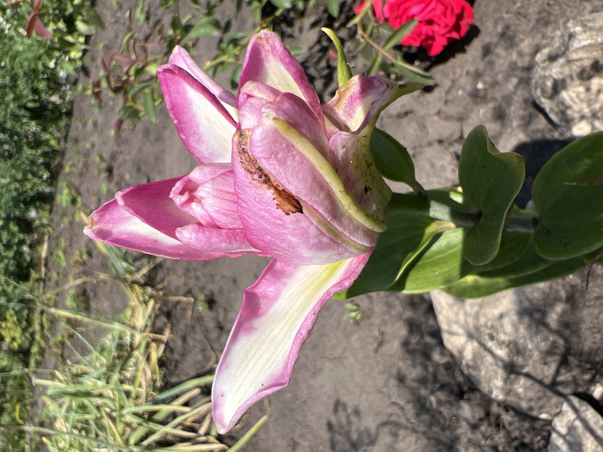 A close-up, eye-level, vertical shot shows a pink and white double lily flower in bloom. The flower's petals are a vibrant pink with white edges and creamy yellow undersides, some showing signs of browning and insect damage. The flower is positioned slightly off-center to the right, with its bloom facing forward and slightly to the left. Green leaves and stems are visible beneath the flower. The background consists of a garden with dry brown soil, some sparse green foliage, and a blurred red flower to the far right. A large, rough gray rock rests in the foreground at the bottom left. The image was taken outdoors on a sunny day in the city of Nizhnee Sancheleevo, Russia. There are no people present.