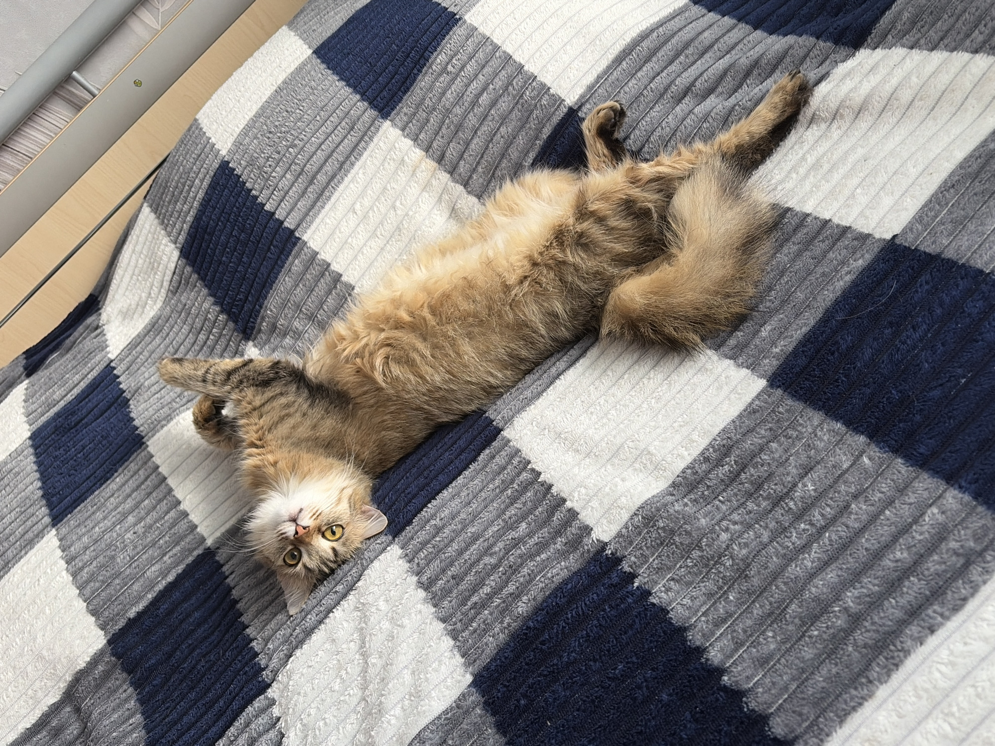 A medium-haired, light brown tabby cat is lying on its back on a checkered blanket. The blanket is composed of large squares of dark blue, grey, and white. The cat's eyes are wide open and looking up towards the camera. Its paws are splayed out, and its tail is curled up. The scene appears to be indoors, on a bed. The presence of a bed frame suggests it is in a bedroom. There are no people or other animals visible in the image. The lighting suggests it is daytime, with sunlight streaming in from a nearby window, casting shadows on the blanket. The image does not provide any information about the cat's location in the city of Chaikovsky, Russia.