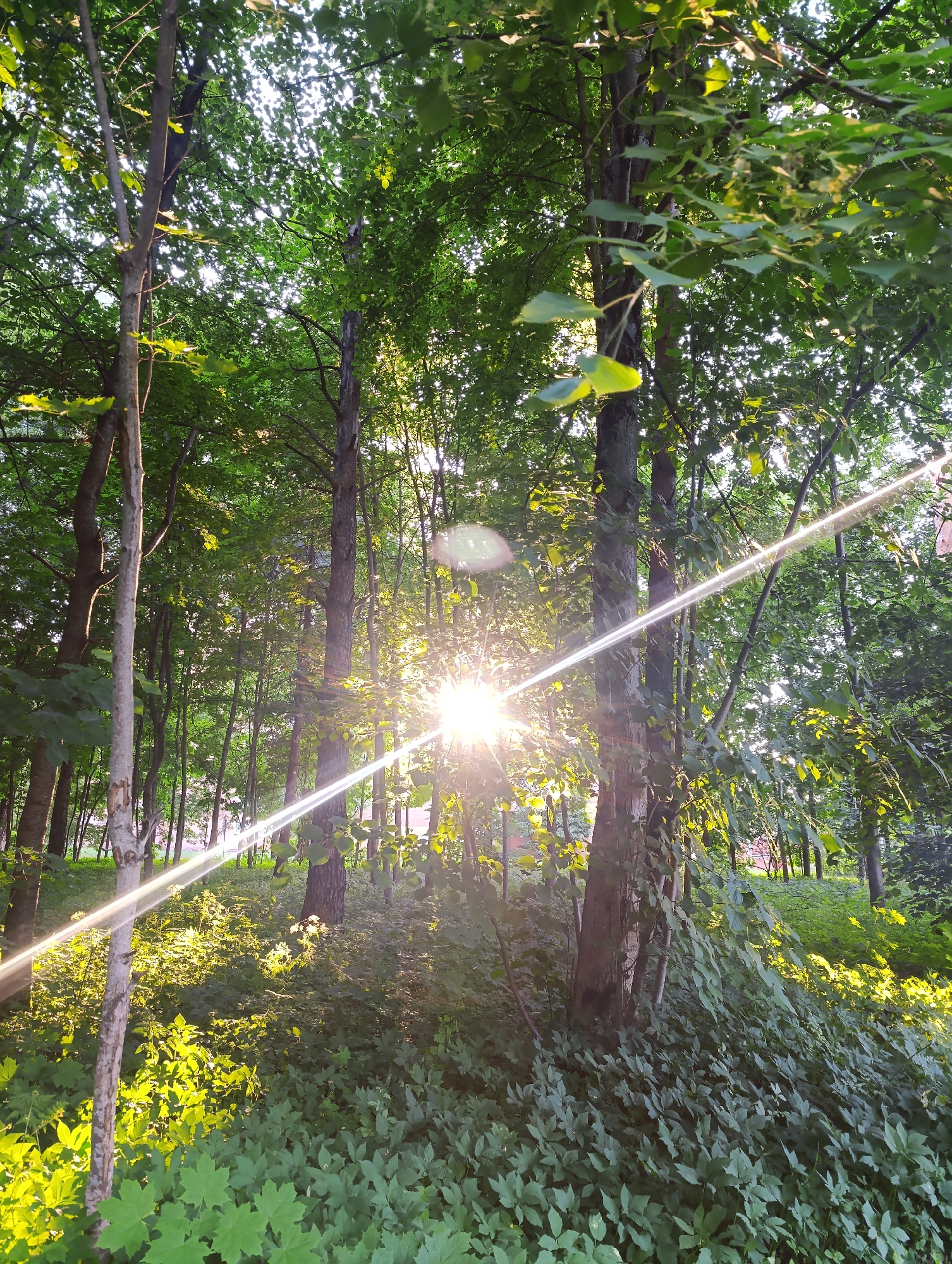 The media file depicts a sun-drenched forest scene in Chernogolovka, Russia. The low angle of the sun, casting long shadows and creating lens flare, indicates it is either early morning or late afternoon. Sunlight pierces through the dense canopy of green leaves, illuminating patches of the forest floor which is covered in lush undergrowth. The trees are predominantly deciduous, with varied bark textures and leaf shapes visible. The overall mood is tranquil and natural, evoking a sense of peace and the beauty of the outdoors. There are no people or man-made objects explicitly visible in the frame, emphasizing the wild, natural setting. The vibrant green foliage suggests a time of year during the warmer months, likely summer.