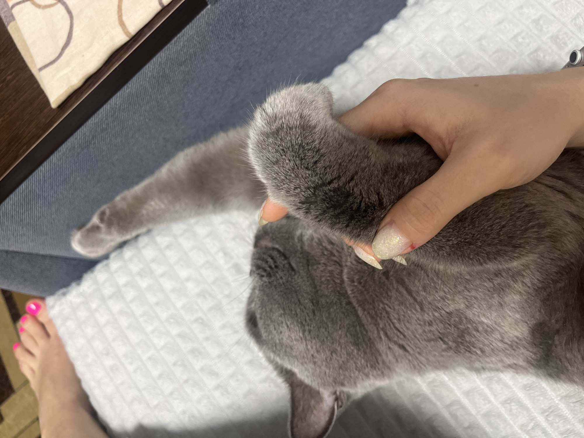 A person's hand, with glittery nail polish, is holding a gray cat's paw. The cat is lying on a white textured surface, possibly a blanket or towel. In the background, a person's feet with bright pink toenails are visible, along with a portion of a blue sofa and a dark wooden surface with a patterned fabric. The scene appears to be indoors, in a domestic setting. There is no indication of the location being in the city of Shadrinsk, Russia.