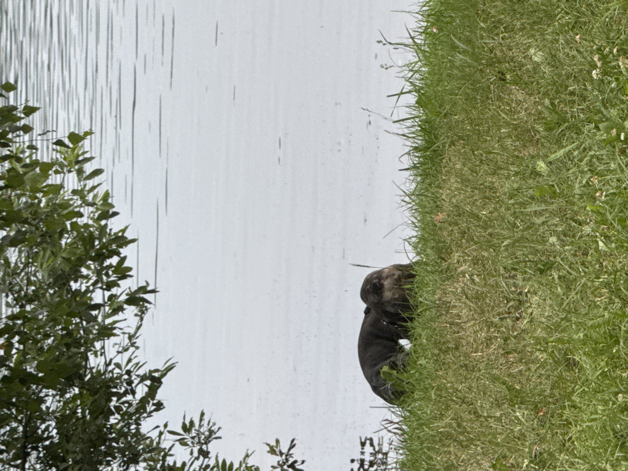 The image shows a dark-colored dog on a grassy bank beside a body of water. The dog appears to be sniffing or eating something on the ground. The water is calm with ripples on the surface. Green leaves from a tree hang over the scene from the top left corner. The location is identified as Красное, Russia, but no specific landmarks or details within the city are visible in the image.