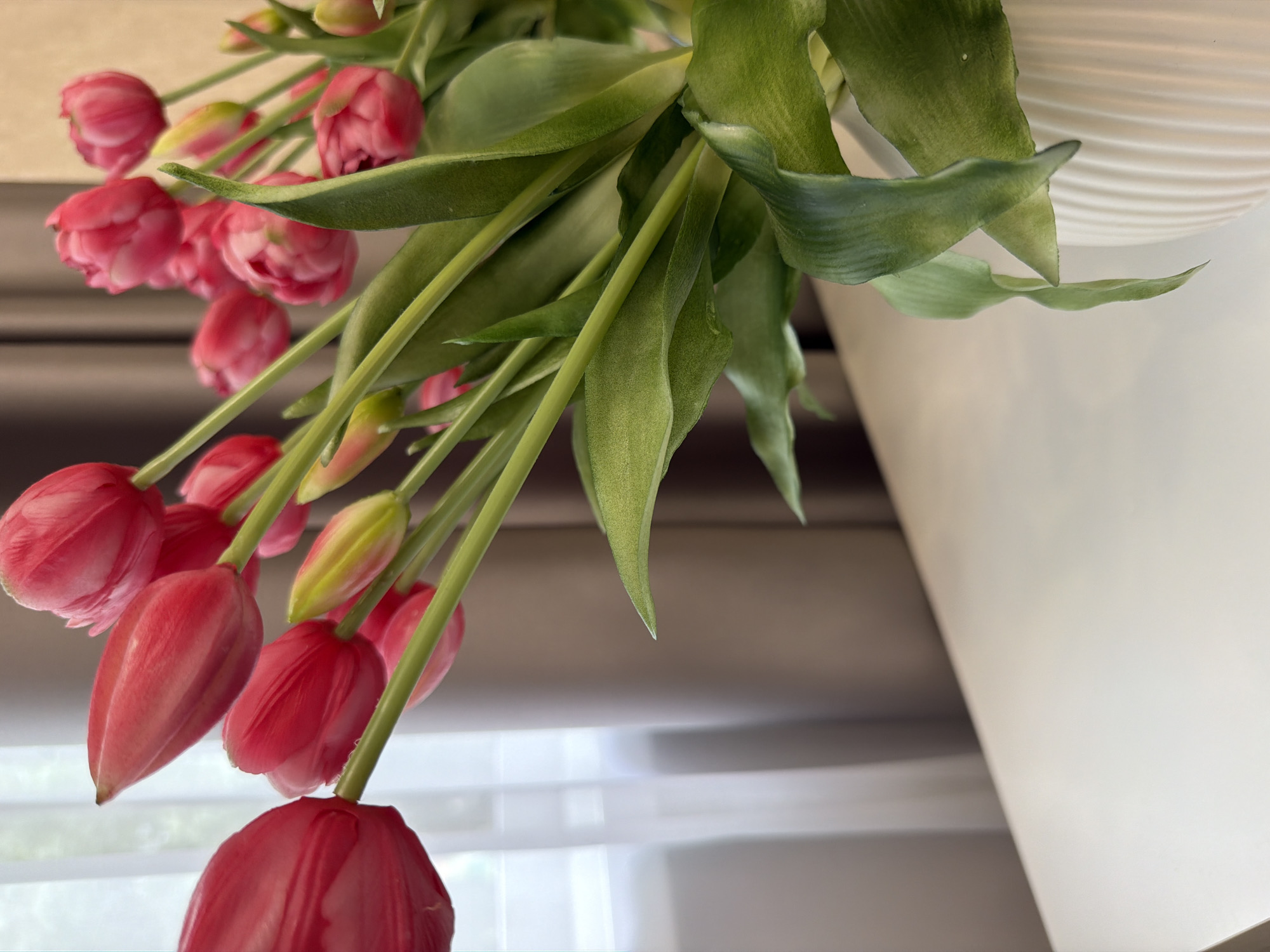 This media file showcases a close-up, overhead view of a bouquet of vibrant pink tulips. The flowers are the primary subject, with their smooth, closed petals and slender green stems dominating the frame. Many of the tulips are at various stages of bloom, with some tightly closed buds and others just beginning to unfurl. The leaves are a deep, lush green, arching gracefully alongside the stems.
The bouquet appears to be arranged in a white vase, partially visible on the right side of the image. The vase has a textured, ribbed surface. The background is softly blurred, suggesting a shallow depth of field. The lighting is bright and diffused, hinting at natural daylight, possibly from a window, though no direct light source is visible. The overall mood is serene and elegant, emphasizing the natural beauty of the flowers. There is no visible text in the image. The setting appears to be indoors, likely a home or a studio, given the domestic nature of the subject.