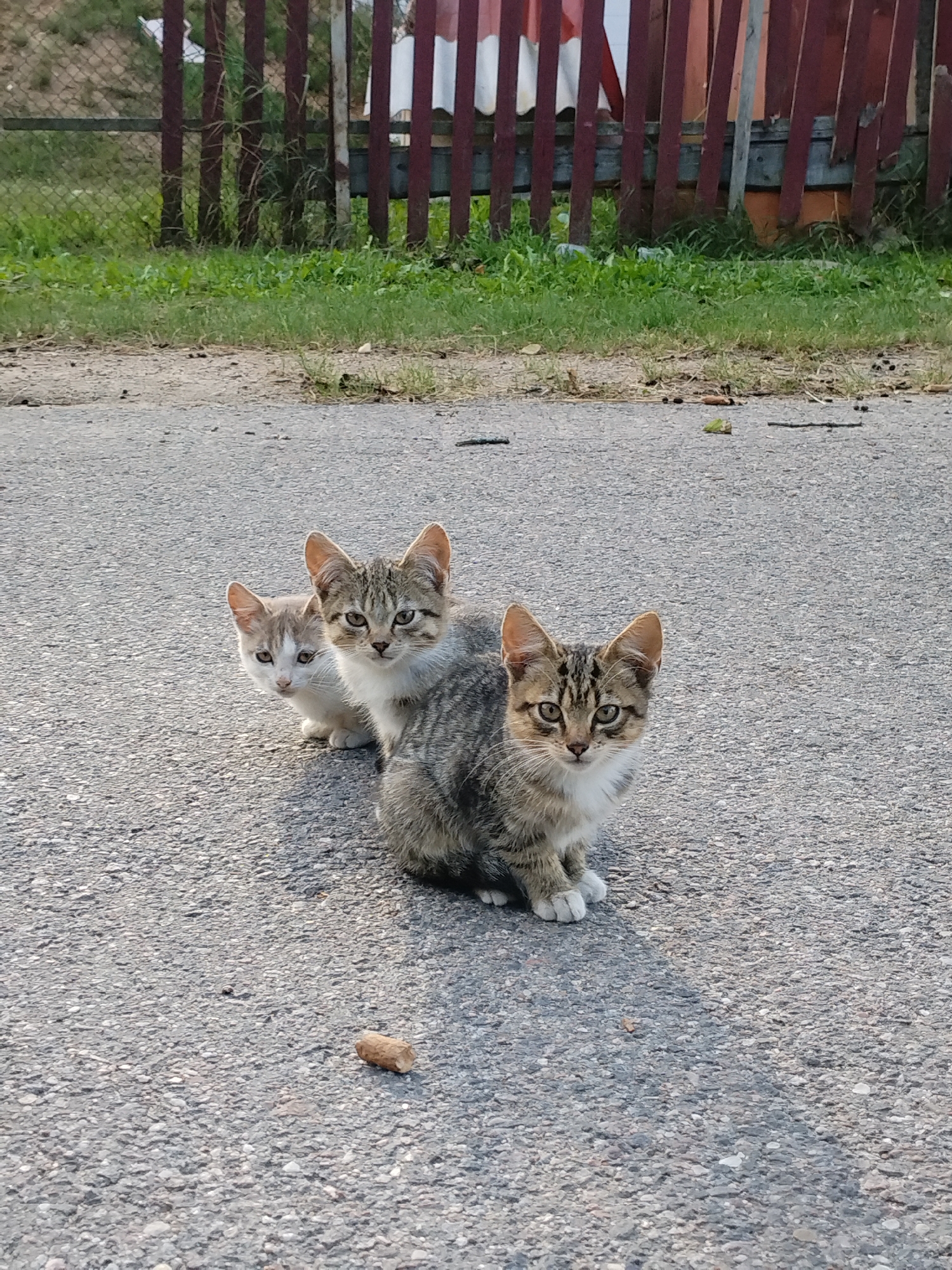 Three kittens are sitting on an asphalt surface. The kitten in the foreground is a tabby with grey and brown markings and white paws. To its left and slightly behind it is another tabby kitten. Further to the left and behind that is a white and light grey kitten. In the background, there is a blurred wooden fence with red and white vertical planks, and green grass. A small piece of food is visible on the asphalt in front of the kittens. The scene appears to be outdoors.