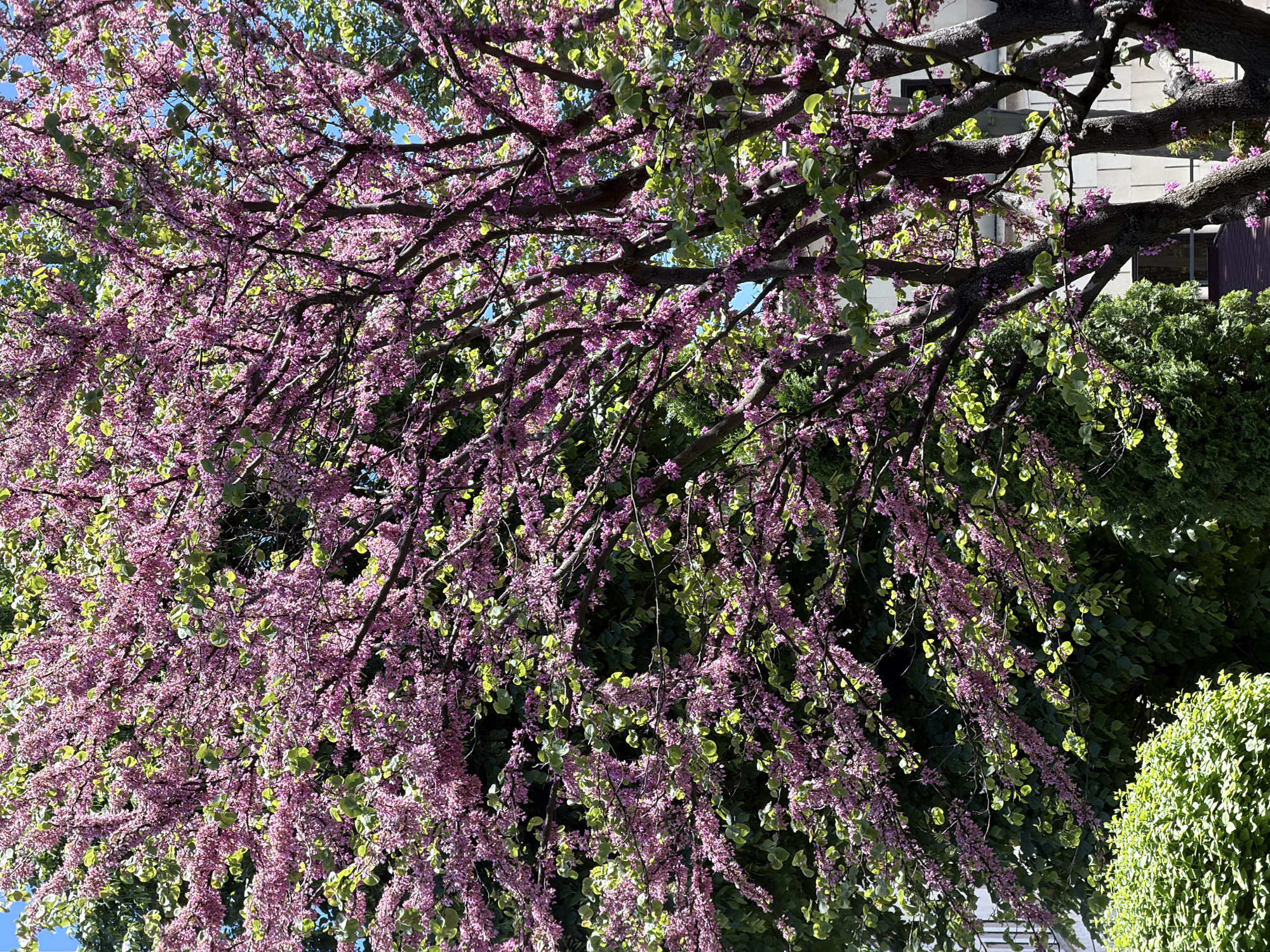 The image shows a tree with pink flowers and green leaves, likely a redbud tree, in full bloom. The tree's branches are dark and thick. The background consists of other trees and vegetation, with a glimpse of a building structure partially visible on the right side. The location is likely in Sofia, Bulgaria, based on the prompt. The scene is outdoors, bathed in sunlight with blue sky peeking through the branches.