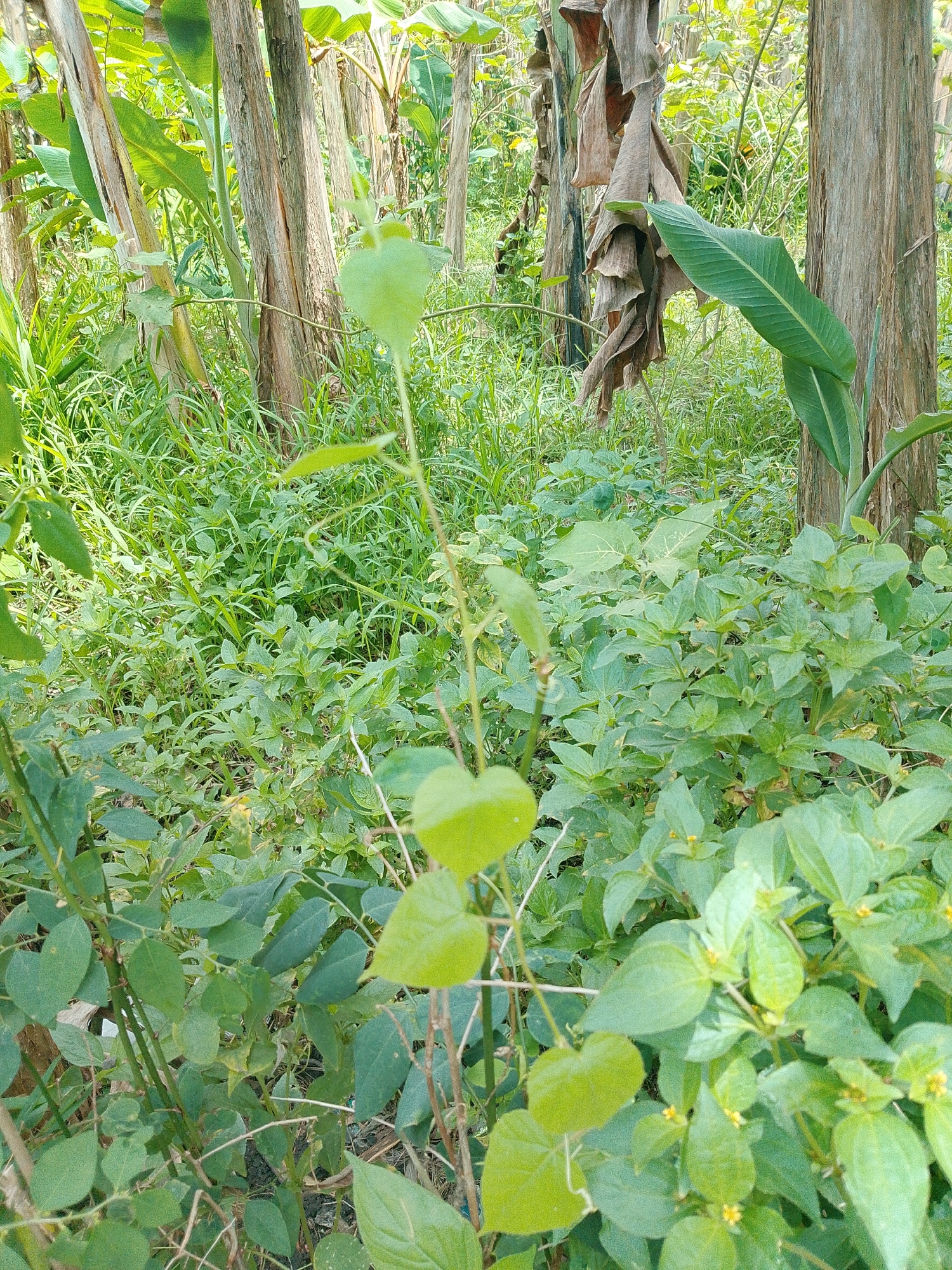 A low-angle, full outdoor shot captures a dense, overgrown area in Bakaran Batu, Indonesia, featuring lush green vegetation and banana trees. In the foreground, a slender vine with heart-shaped leaves climbs upward. Behind it, a dense carpet of smaller green plants with yellow flowers fills the ground, interspersed with tall grasses. Several thick, weathered banana tree trunks are visible throughout the scene, some with dry, peeling bark, while others display large, vibrant green leaves. The overall impression is one of untamed, natural growth in a humid, tropical environment.