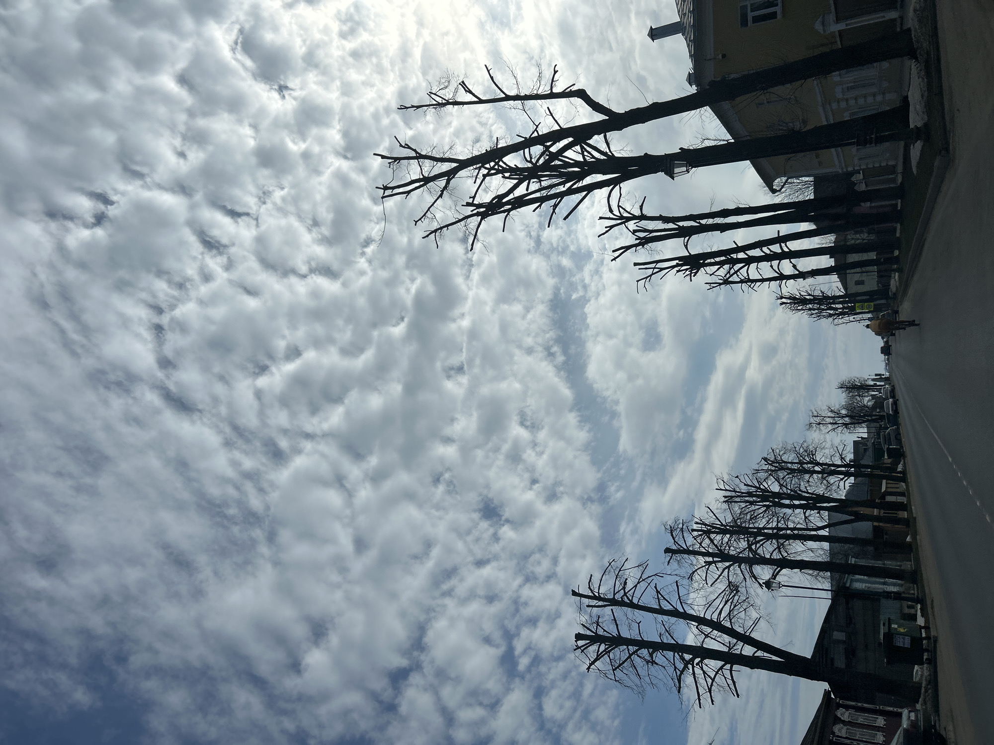 The image shows a street scene in Unknown, Unknown. The sky is mostly covered with white, puffy clouds. Along the side of the road, there is a row of pruned trees with bare branches. On the right side of the road, there are buildings. A person is riding a bicycle on the street. Several cars are parked further down the road.