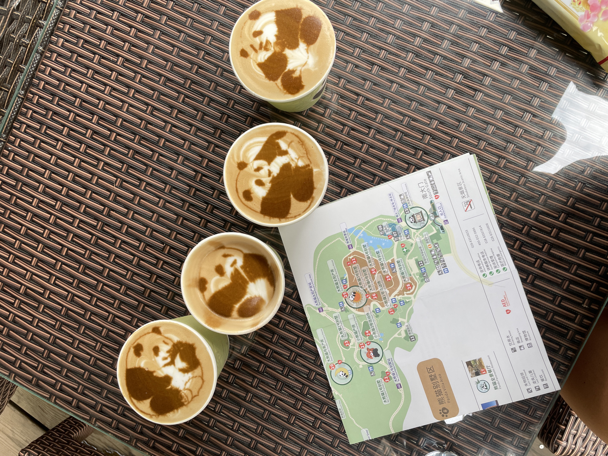 The image shows a glass table with a woven brown base. There are four paper cups filled with coffee, each cup displaying latte art in the shape of a panda. Next to the cups is a folded map in Chinese and English, labeled "Panda Villa Area" and featuring illustrations of pandas. The map includes information about the Chengdu Research Base of Giant Panda Breeding, which is located in the city of Chenghua District, China. The map shows attractions, restaurants, facilities, and emergency information. A portion of someone's arm is visible at the right edge of the table. There's also a snack wrapper visible in the background.