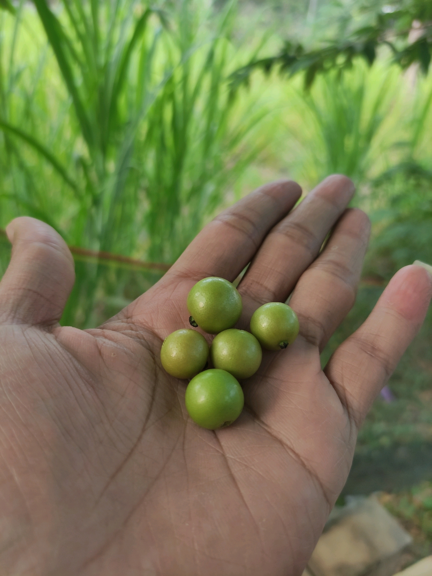In the city of Tiudan, Indonesia, a close-up shot captures a person's open hand holding five small, round, green fruits. The fruits are clustered together in the palm of the hand. The background is softly focused, showing lush green foliage, suggesting an outdoor, natural setting. The lighting is natural, with no artificial light sources visible. The image is taken from a slightly high angle, looking down at the hand and fruits.