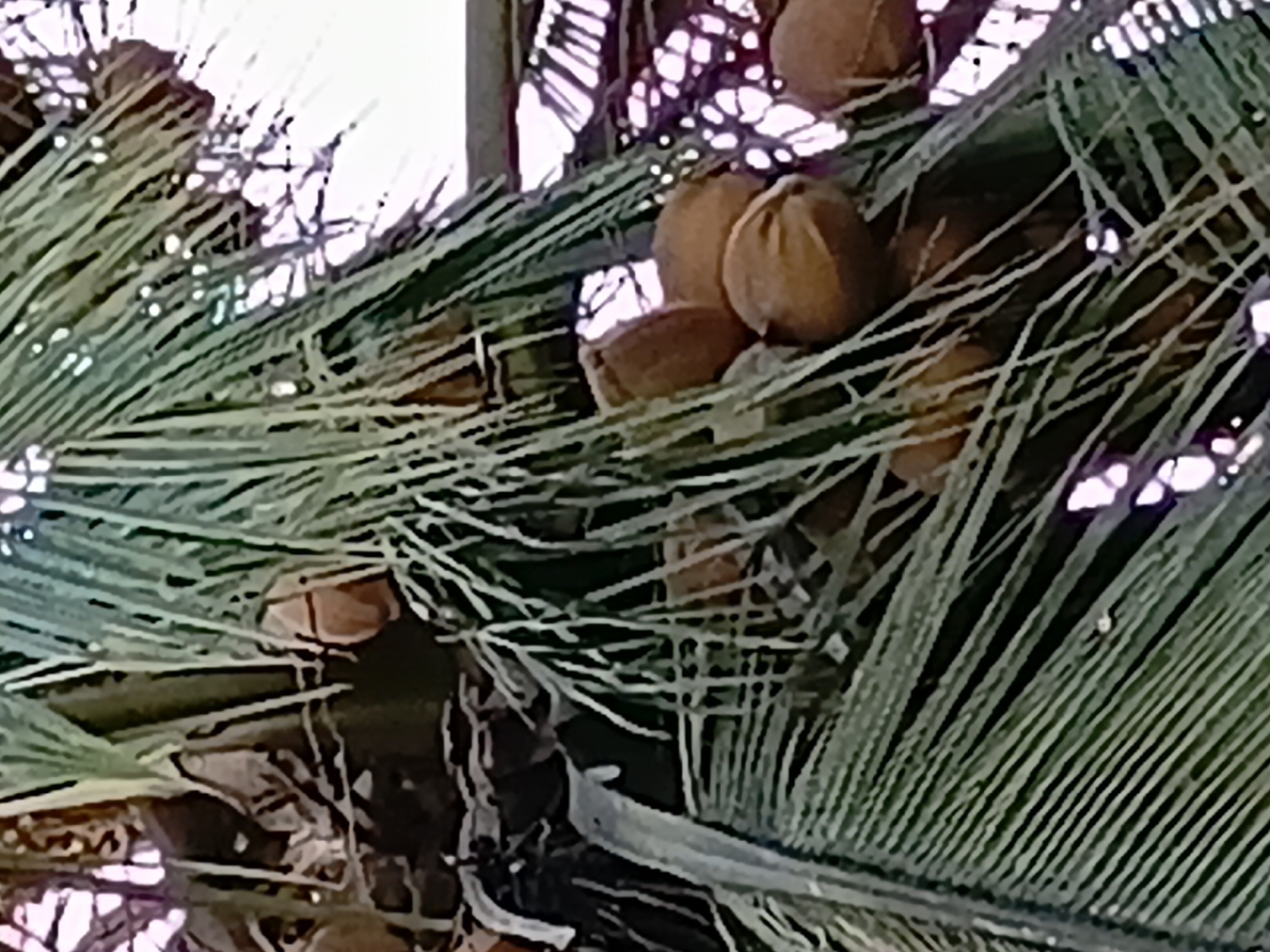 This is a close-up, low-angle shot of coconuts on a palm tree. The coconuts are clustered together, with some partially obscured by the palm fronds. The fronds are a vibrant green, with visible veins and a slightly fibrous texture. The background is a bright, washed-out sky, suggesting it is daytime. The image appears to be taken in an outdoor environment, likely a tropical location. There are no people or any other discernible objects or interactions visible. The scene is likely in the city of Margo Rukun, Indonesia, given the presence of coconut palms, which are common in that region.
