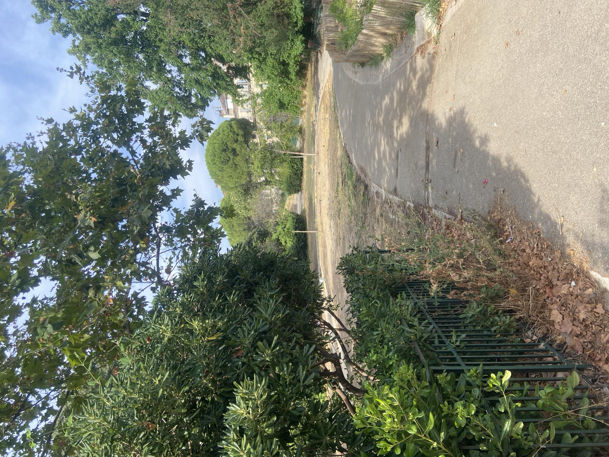 The image depicts a paved pathway curving through a park-like area with sparse, dry grass and some scattered leaves. Lush green foliage from trees and bushes borders the pathway on the left, with a dark green metal fence visible. On the right, a rustic wooden fence separates the pathway from a grassy verge. In the background, buildings with light-colored facades and windows are visible, partially obscured by mature trees, including a large conifer. The sky above is blue with scattered clouds. The lighting suggests a daytime scene, likely late morning or afternoon, with shadows cast by the trees. The scene appears to be located in a residential or public park area within a city.