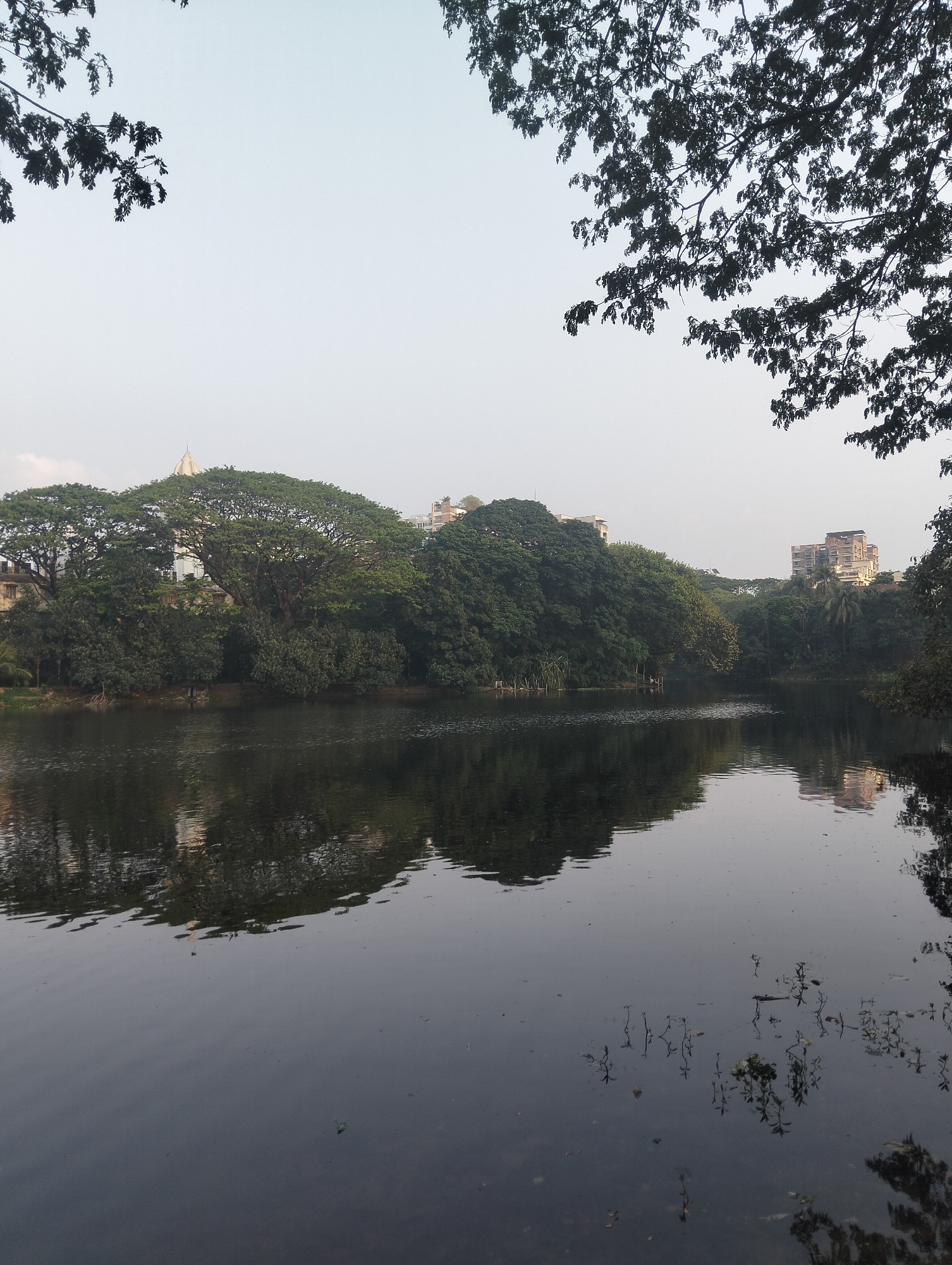 The image captures a serene scene of a lake in Dhaka, Bangladesh, reflecting the surrounding lush greenery and a few buildings in the distance. The sky is overcast, casting a soft light on the water. Tree branches frame the top of the shot, adding depth and perspective. The lake surface is relatively calm, with subtle ripples and reflections. Some aquatic plants are visible near the water's edge in the foreground. The image evokes a sense of tranquility and natural beauty amidst an urban environment.