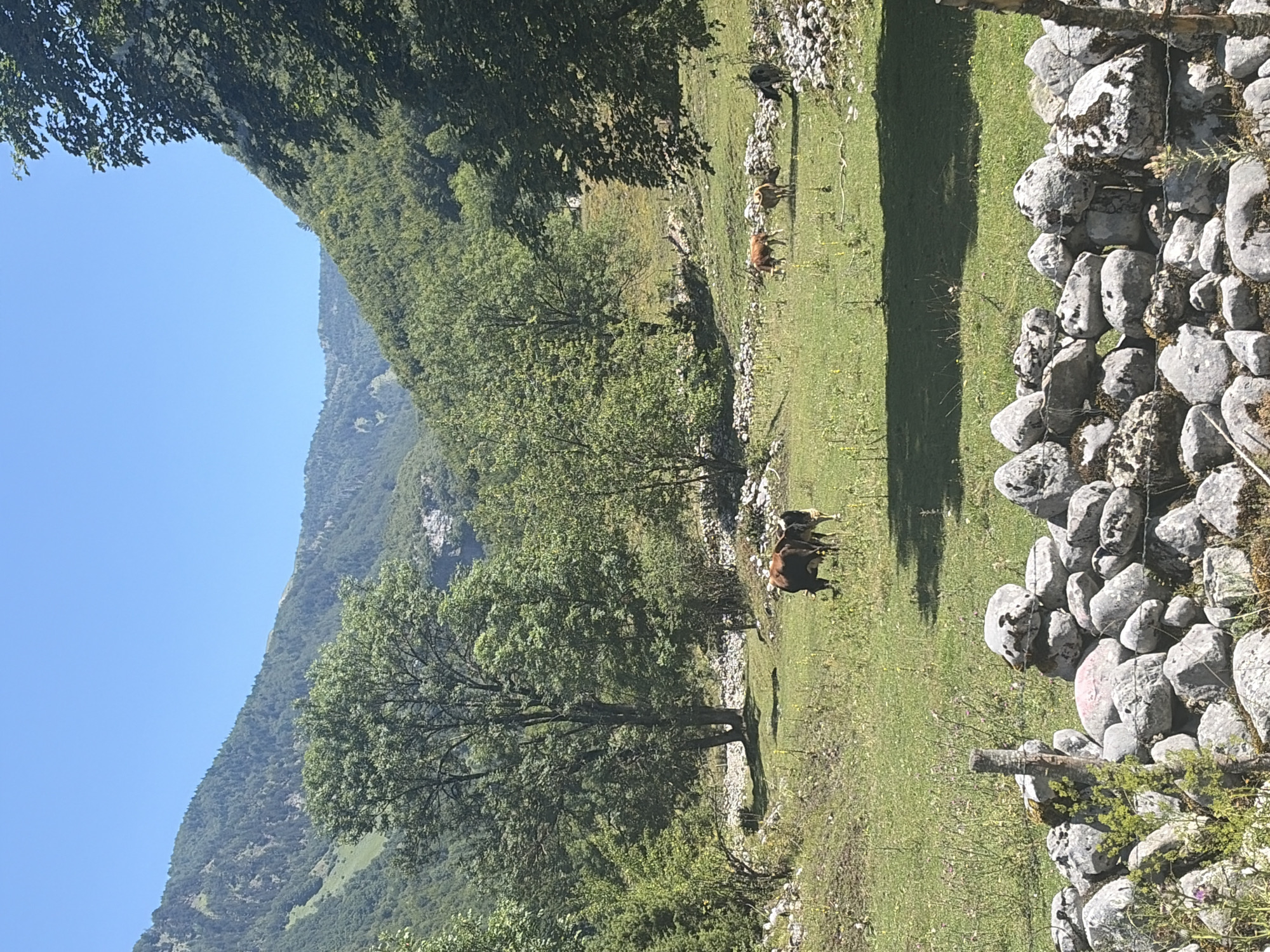 In the city of Vusanje, Montenegro, a tranquil summer scene unfolds. The landscape is dominated by lush green mountains under a clear blue sky, with a large deciduous tree in the foreground casting a distinct shadow on the grassy terrain. In the middle ground, a small herd of cows grazes on the verdant pasture. A rough stone wall constructed from irregularly shaped rocks runs across the lower portion of the image, suggesting a rural or mountainous setting. The overall atmosphere is peaceful and idyllic, typical of a natural landscape during warm weather.