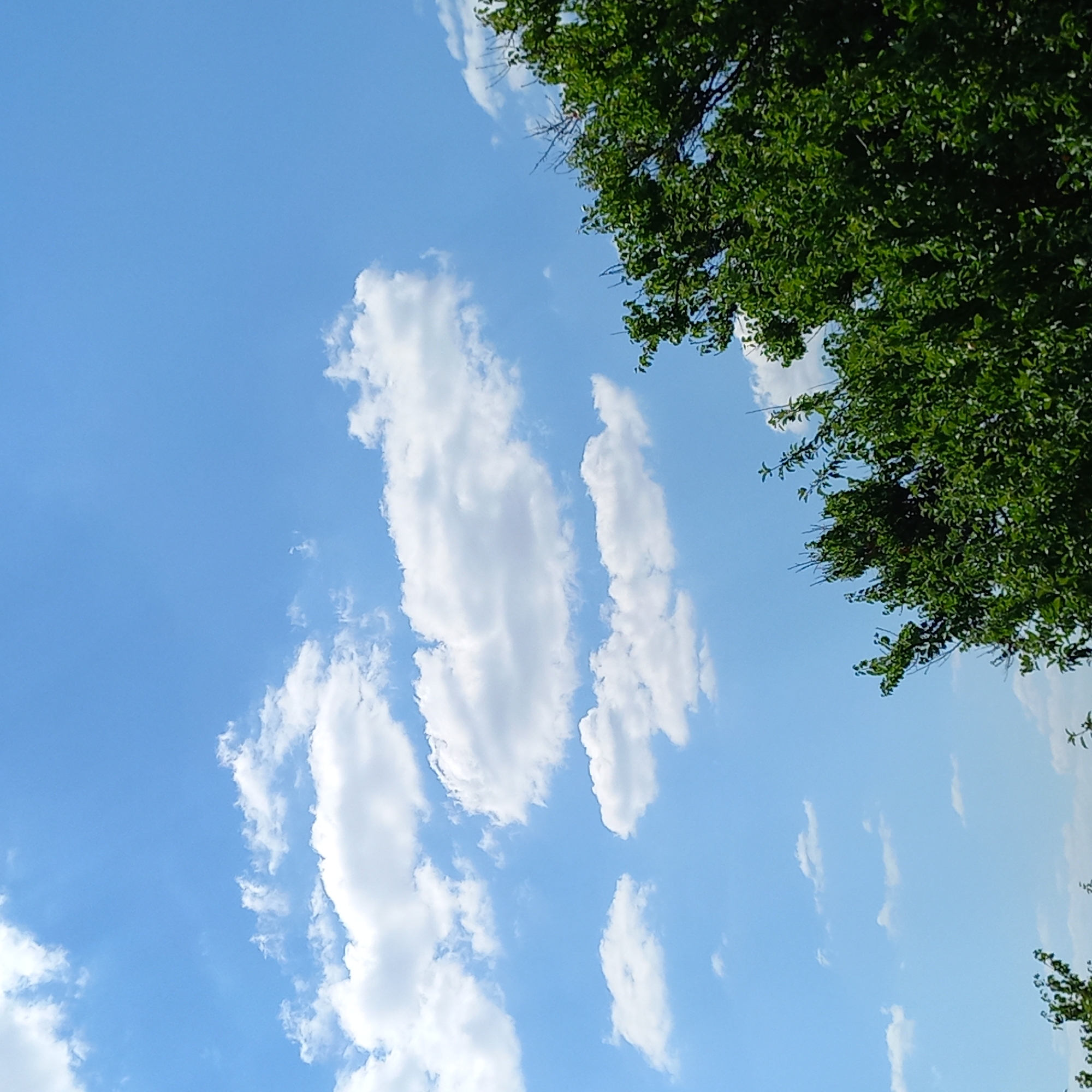 The image shows a bright blue sky with scattered white cumulus clouds. In the foreground, the top branches and foliage of a lush green tree are visible on the right side, extending into the frame from the bottom right corner. The foliage appears dense and healthy, with many leaves. The overall scene suggests a clear, sunny day, likely outdoors in a natural setting or a park. No people or specific landmarks are visible to indicate a precise location within Klyntsi, Ukraine, but the natural elements suggest an environment away from dense urban structures.
