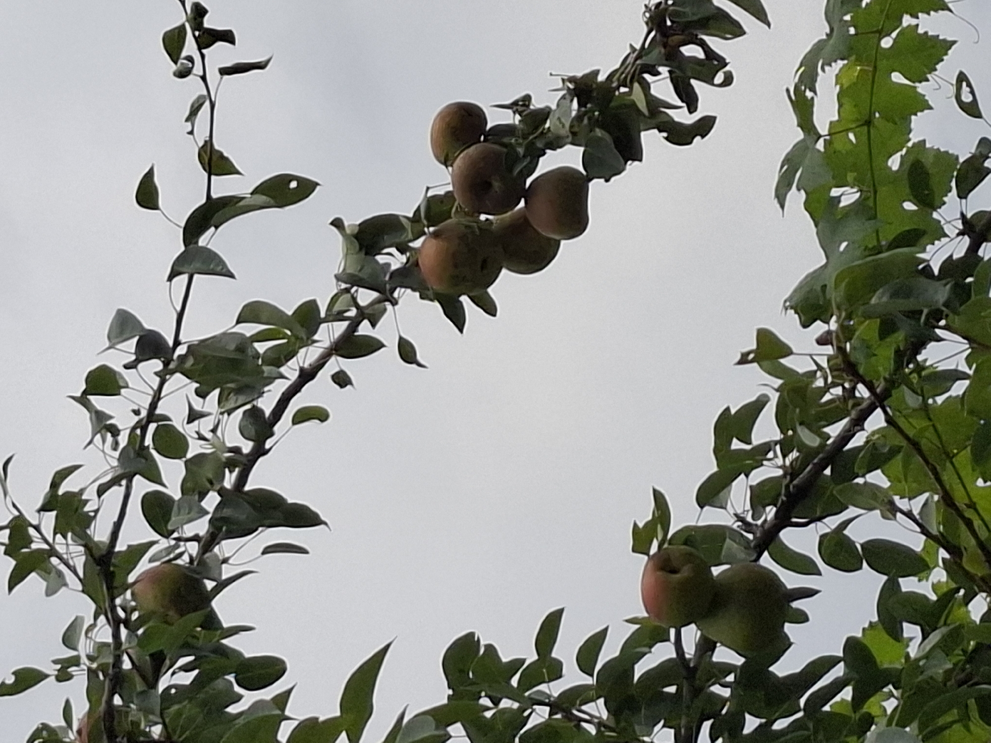 The image shows a branch of a pear tree with several pears and leaves against a pale, overcast sky. The pears are various shades of green and reddish-brown, with some appearing more ripe than others. Some pears are clustered together, while others hang individually. The leaves are dark green, some with visible veins and slight imperfections. The branch itself is dark brown and woody. The scene is likely outdoors, possibly in a garden or park, given the presence of fruit-bearing trees. The lack of identifiable landmarks or specific architectural details makes it impossible to pinpoint a precise location within Almaty, Kazakhstan. The overall impression is one of natural growth and the coming of harvest season.