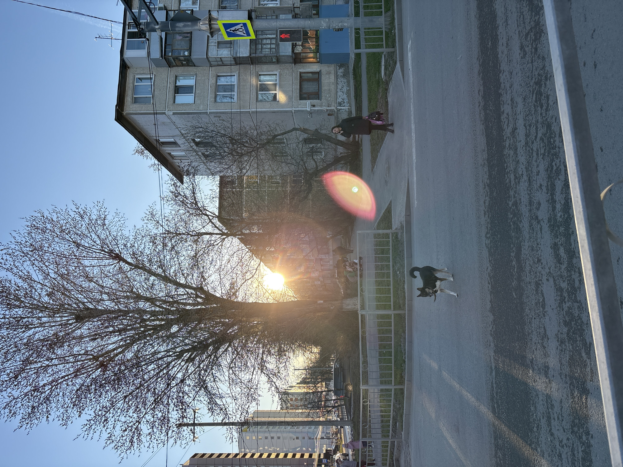 The image presents a city scene in Ulyanovsk, Russia, during the late afternoon or early evening, judging by the low sun. The primary focus is a residential area with Soviet-era apartment buildings. A pedestrian stands on the sidewalk next to the buildings, while a dog trots along the road. The sun, partially obscured by a leafless tree, creates a strong lens flare. A pedestrian crossing sign and a traffic light are visible next to the apartment building. Other buildings are seen in the distance.