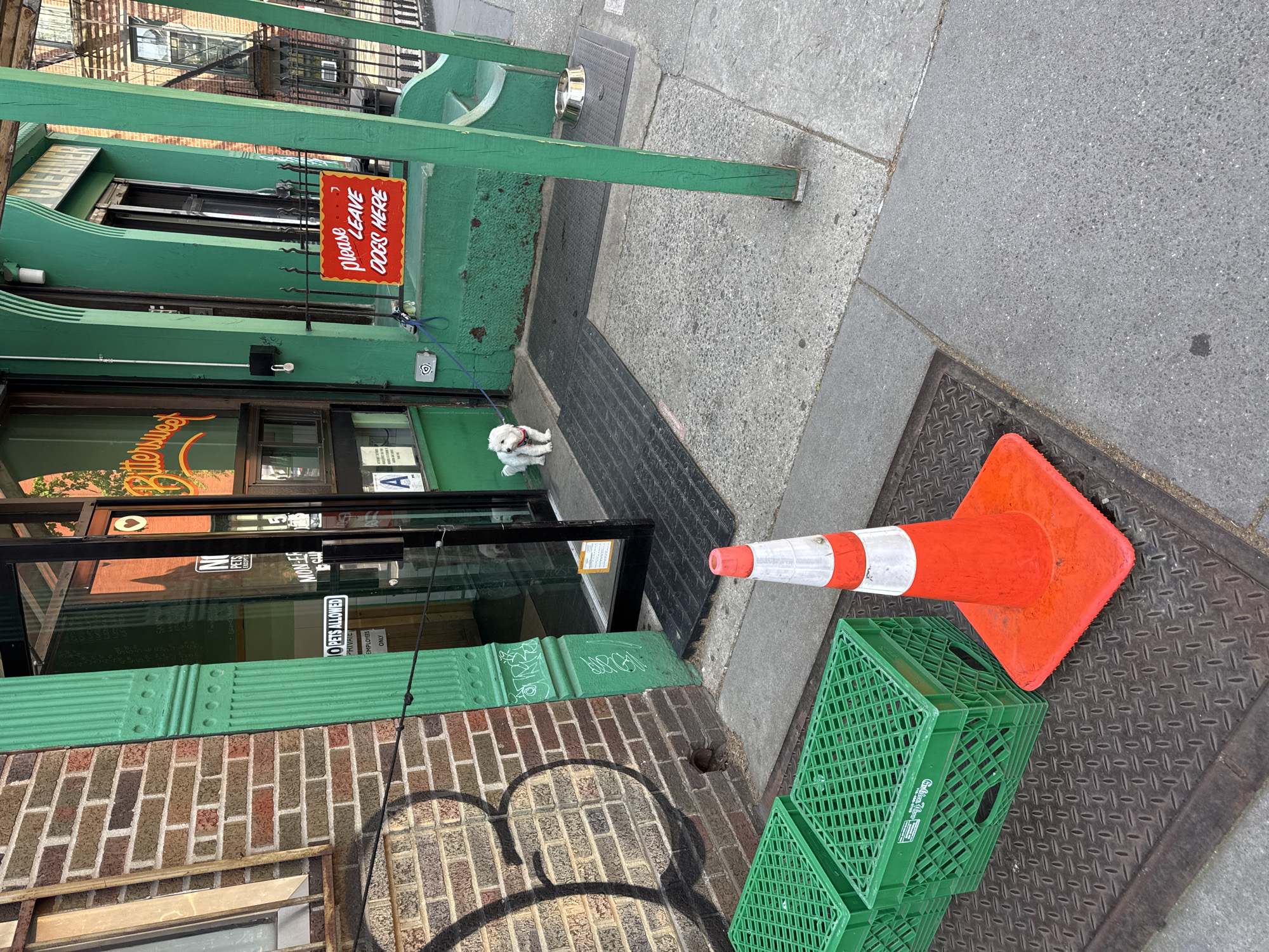 A small, white, fluffy dog is tethered by a blue leash to a green railing on an urban sidewalk, patiently waiting. The dog is positioned in front of a storefront with a vibrant green facade and a prominent sign that reads "Please LEAVE DOGS HERE," humorously indicating a designated waiting spot for pets. The leash extends from the dog's red harness to a fixture on the building's exterior.
The building itself features a dark entrance door with glass panels. Partially visible text on the window spells out "Bittersweet," suggesting the name of the establishment, possibly a cafe or bakery. Other signs on the door include "NO PETS ALLOWED" and "PRIVATE EMPLOYEES ONLY," reinforcing why the dog is waiting outside. Above the door, a sign with "CLEANER" can be seen.
The sidewalk is composed of concrete and metal grates. To the right of the dog, an empty silver dog bowl rests on one of the grates, suggesting care for waiting pets. Further to the right, an orange and white traffic cone lies on its side, next to a stack of two green plastic crates. The street setting is typical of a city, with brick buildings and a fire escape visible in the background under clear daytime conditions.