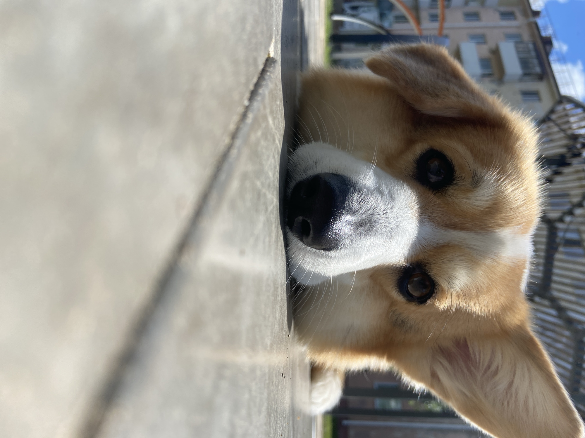 A low-angle, close-up shot focuses on the head of a Pembroke Welsh Corgi dog. The dog is lying down with its head resting on a tiled surface, its snout pointed towards the camera. The dog's fur is a mix of golden brown and white. Its dark eyes are wide open, and its nose is black and wet. Sunlight casts a shadow on the tiles. In the background, out of focus, is a residential building and what appears to be a playground. The scene is set outdoors on a sunny day. The specific location in Neftekamsk, Russia, is not identifiable from the image itself.